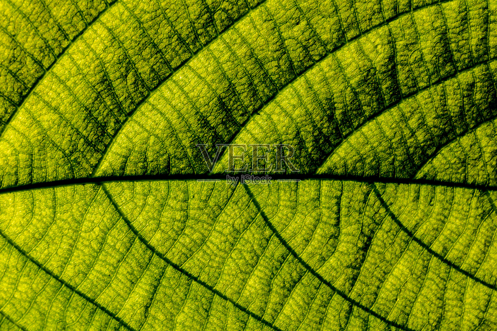 叶子系列照片摄影图片