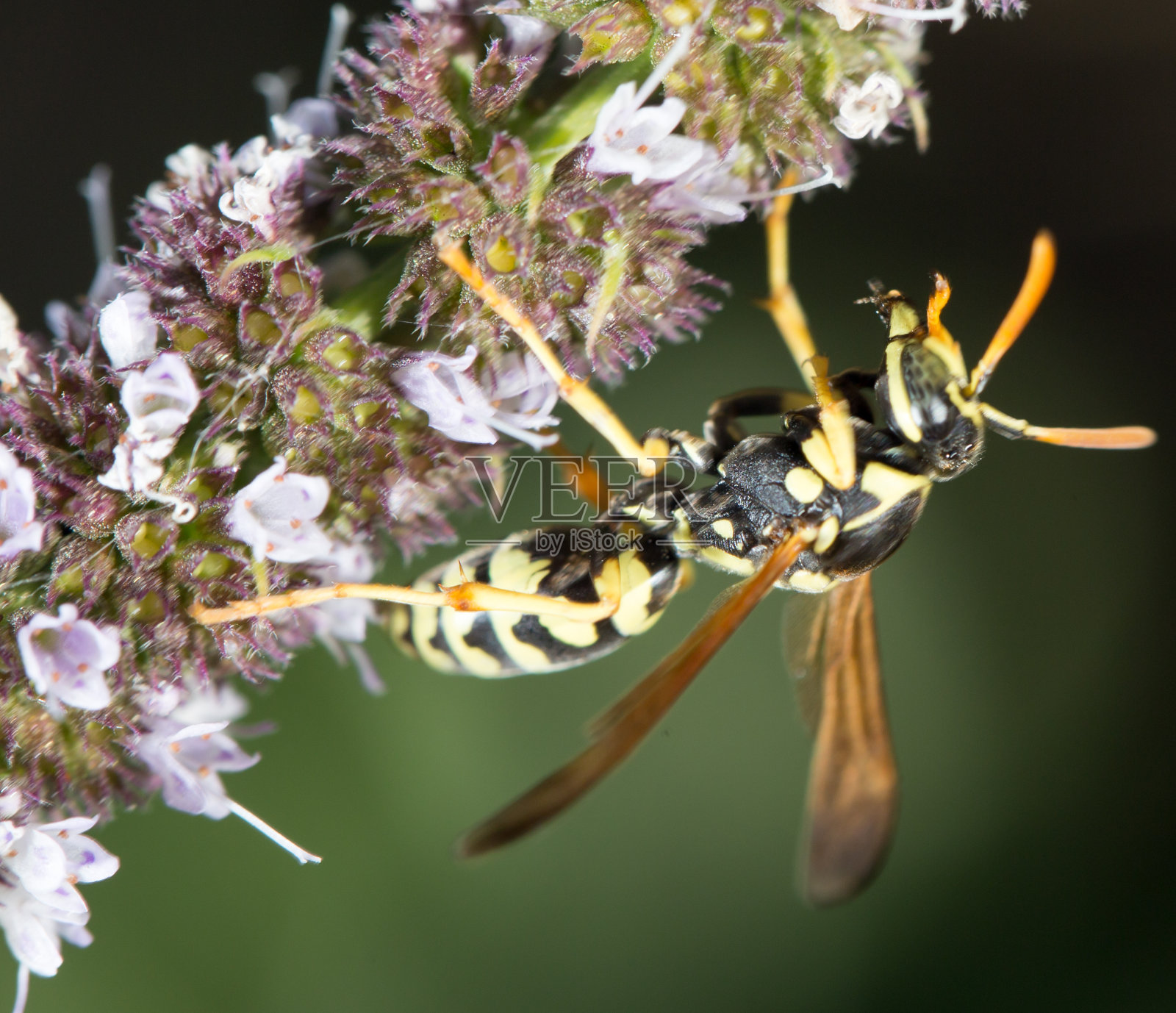黄蜂在自然。宏照片摄影图片