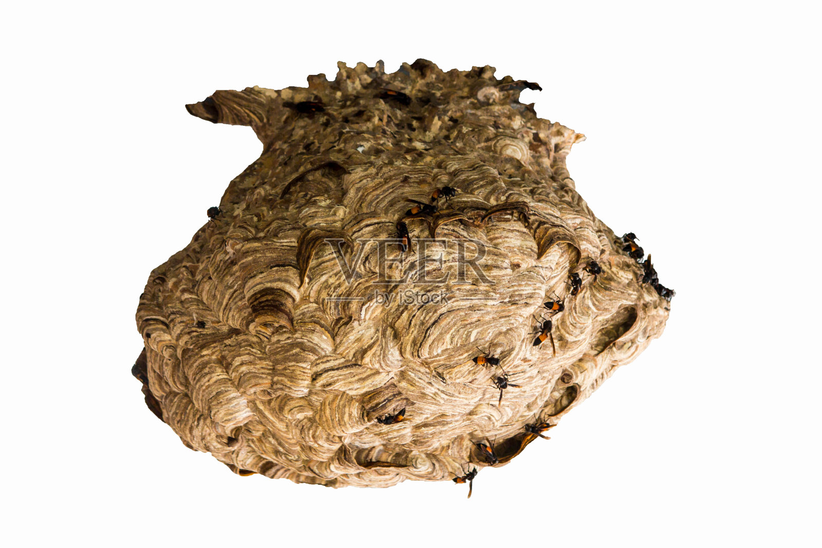 为生活而造的巢。和胚胎保护照片摄影图片