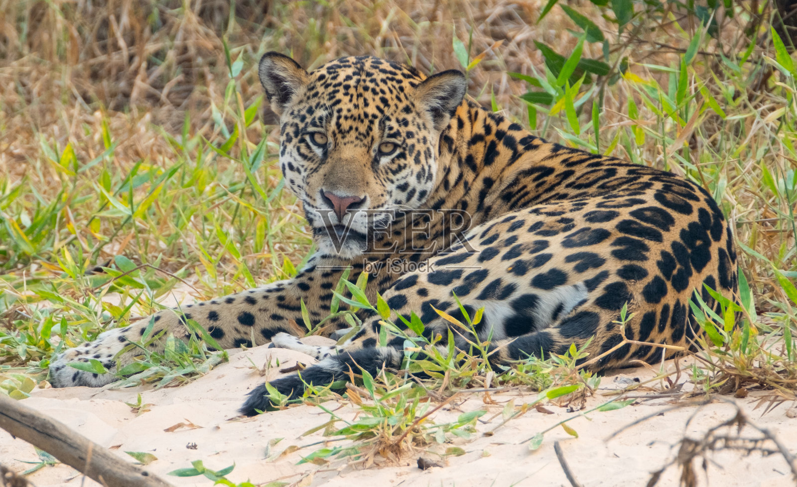 野生美洲豹照片摄影图片
