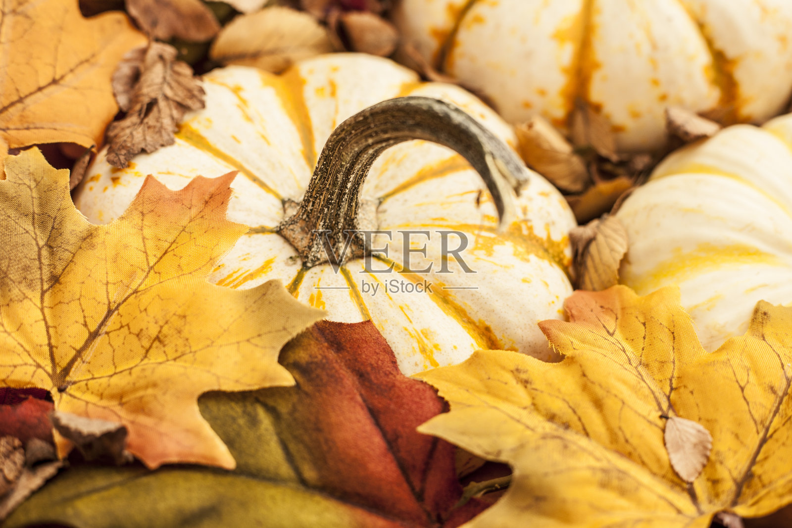 秋天南瓜，叶子背景。照片摄影图片
