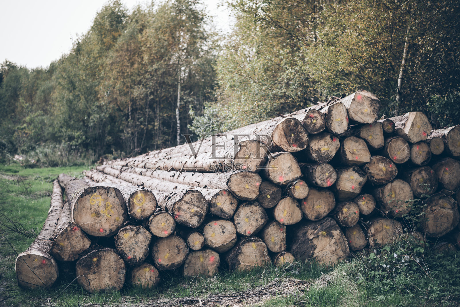 森林中树木成堆，树干丛生照片摄影图片