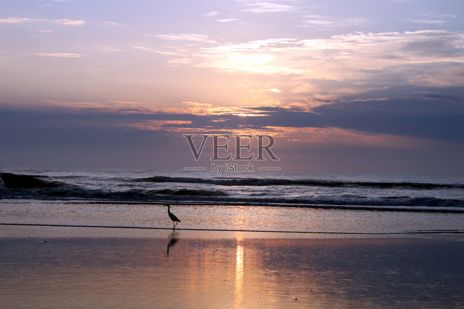 日出的鸟照片摄影图片