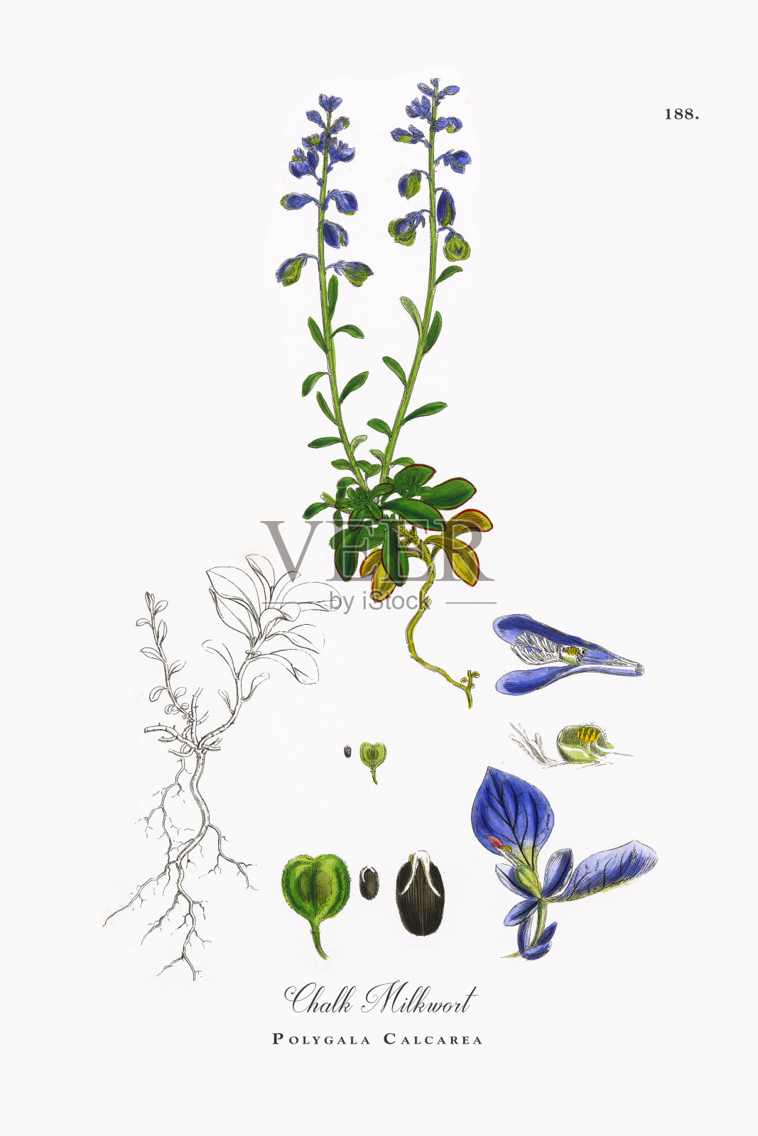 Chalk Milkwort, Polygala calcalarea，维多利亚植物学插图，1863年设计元素图片