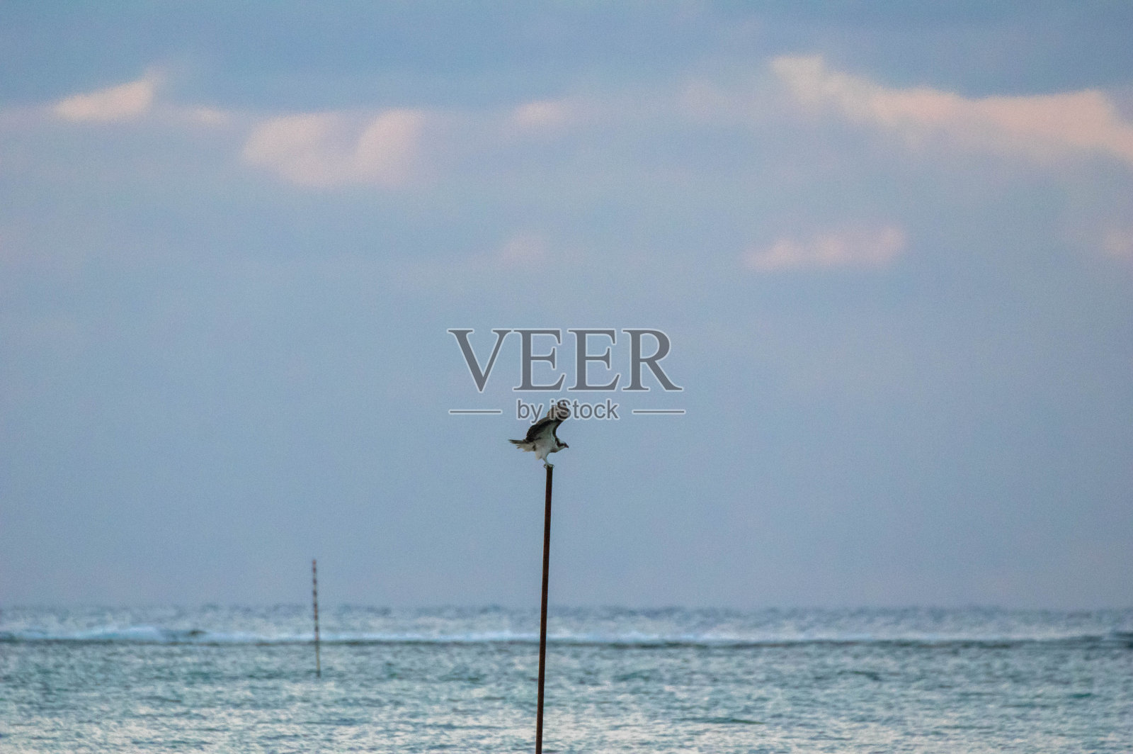 鸟照片摄影图片