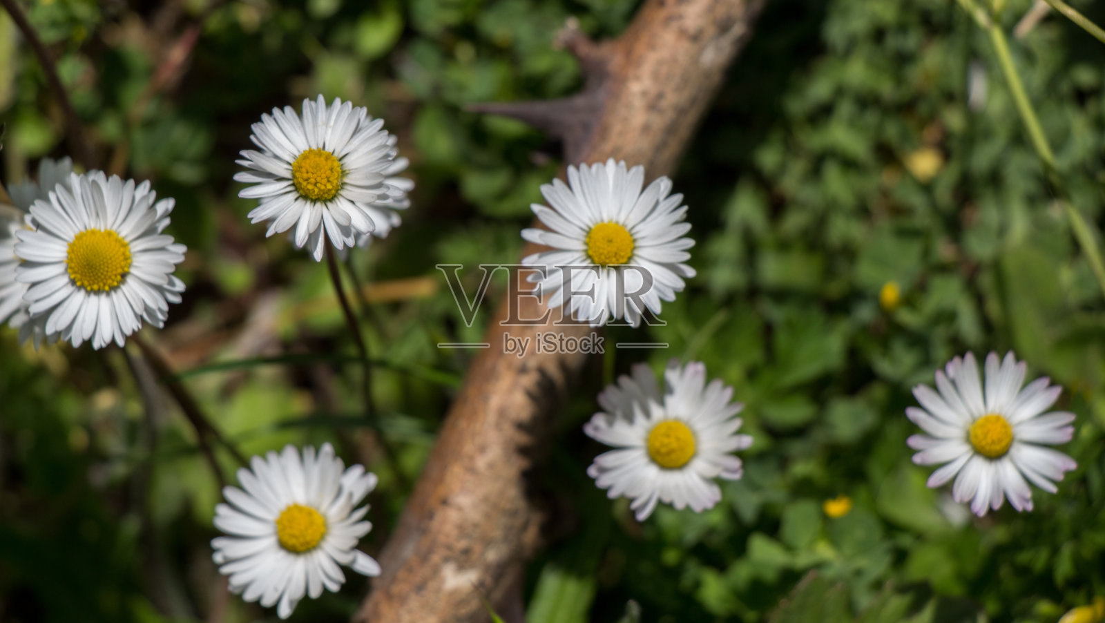 美丽的雏菊花作为背景照片摄影图片