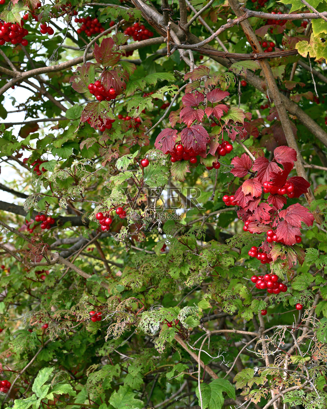 红色的浆果和绿色的土地红色的叶子照片摄影图片