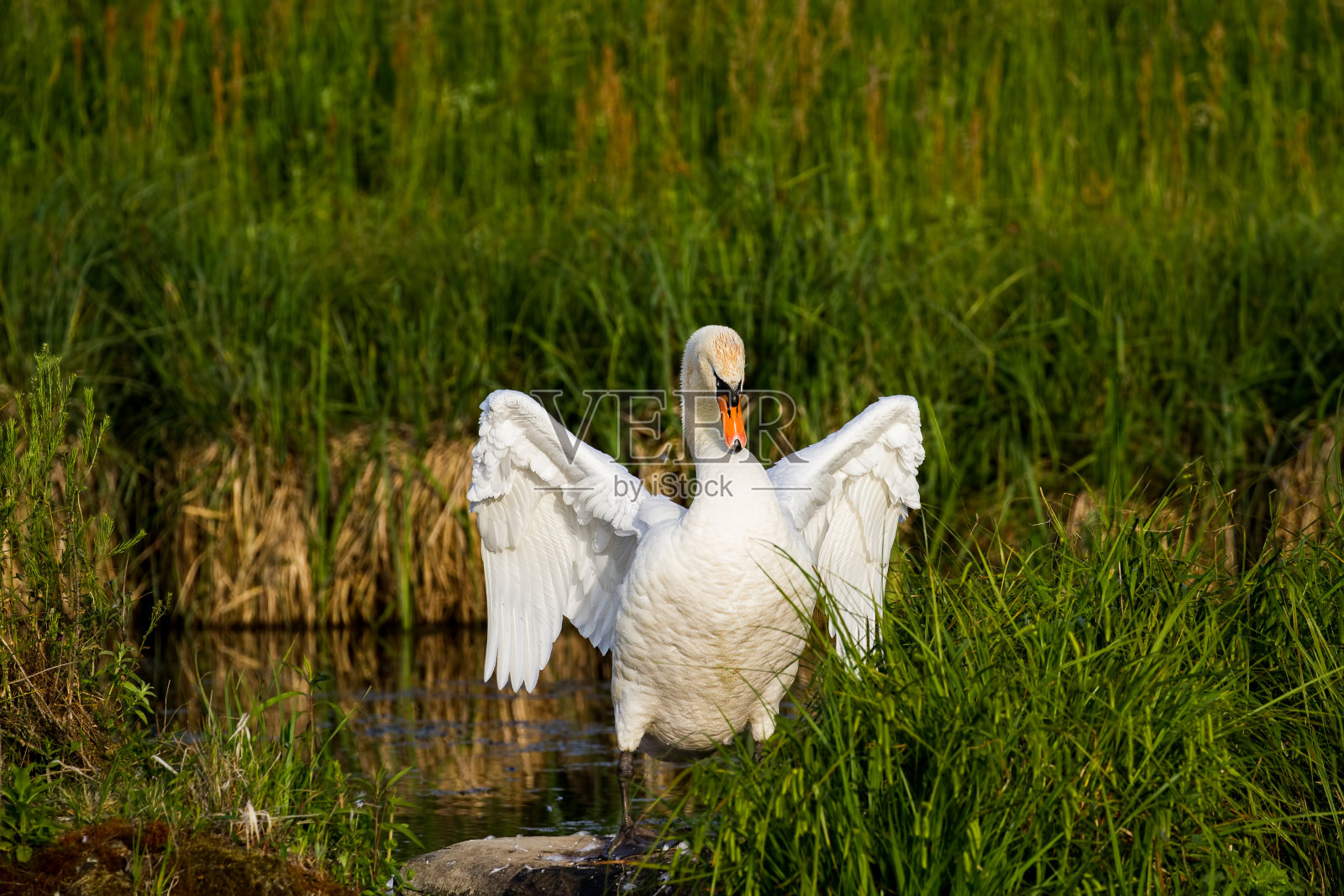 天鹅照片摄影图片