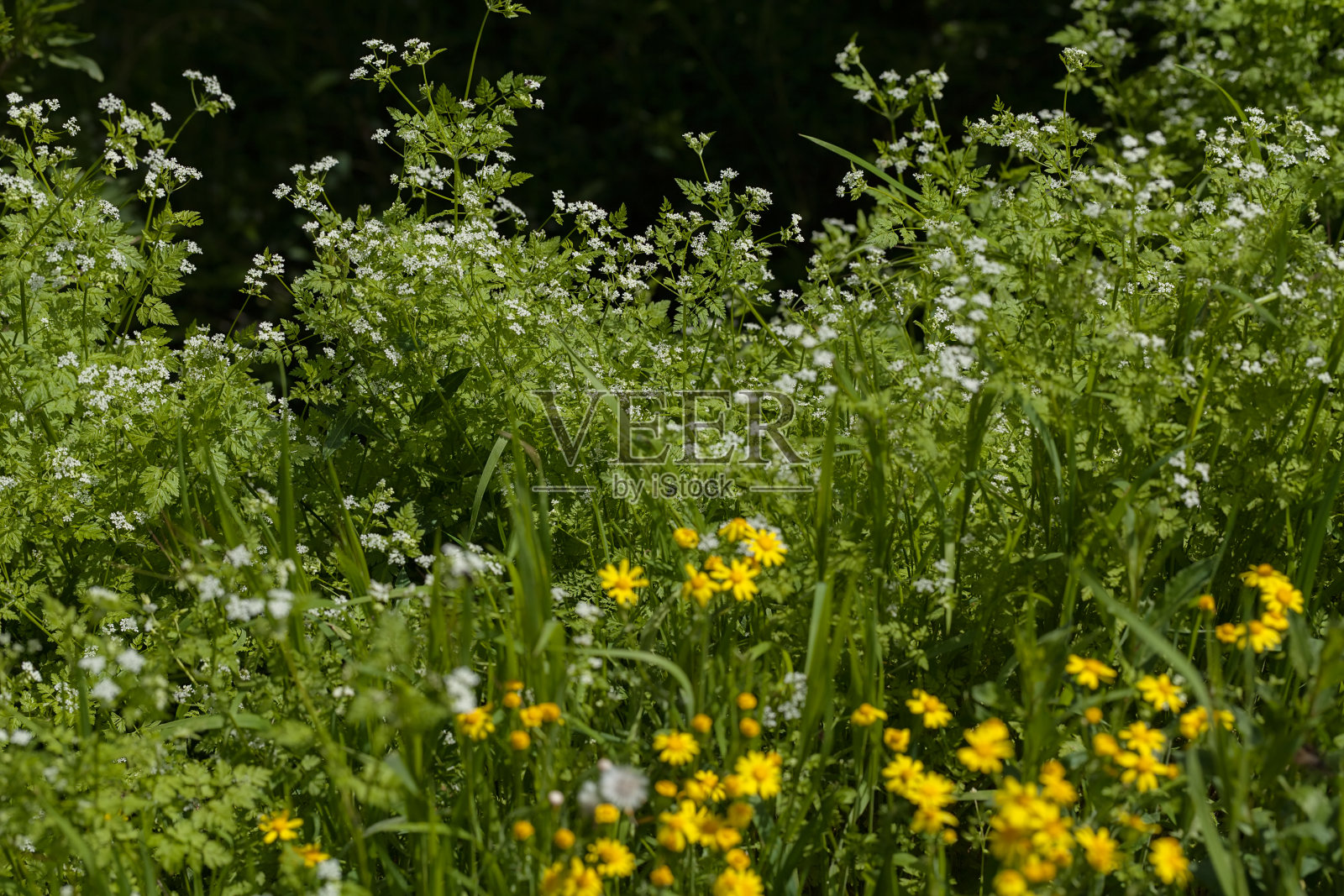 草地上的花照片摄影图片