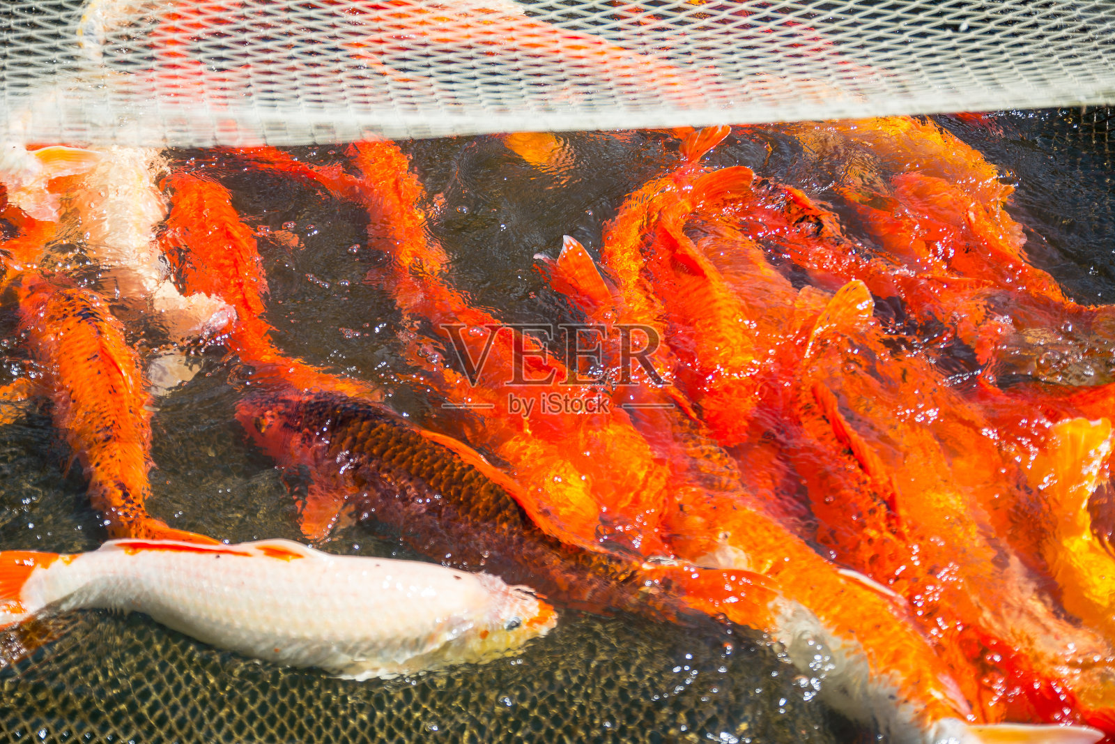 鱼红日本鲤鱼锦鲤被网捕获照片摄影图片