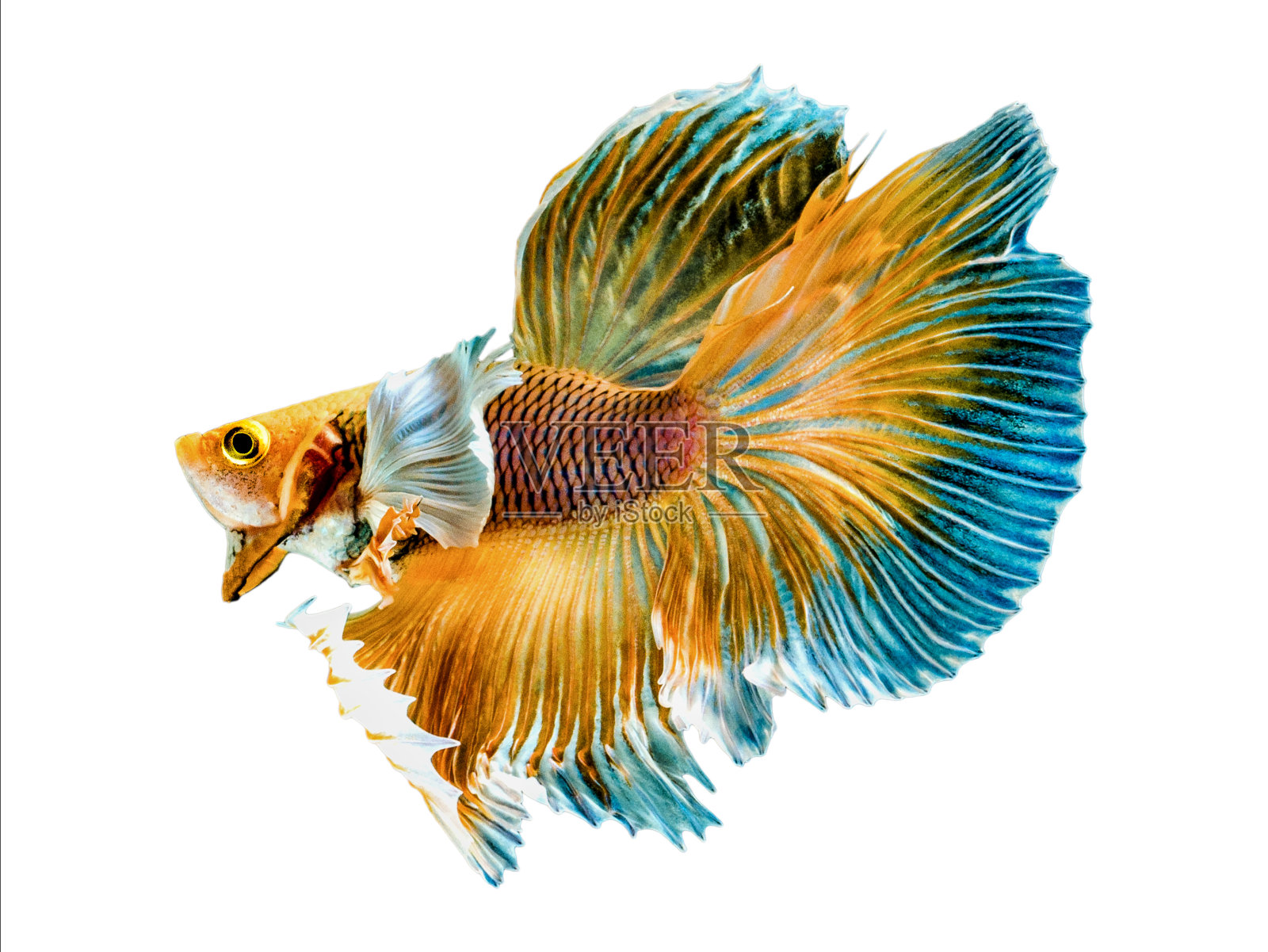 泰国斗鱼betta splendens pla