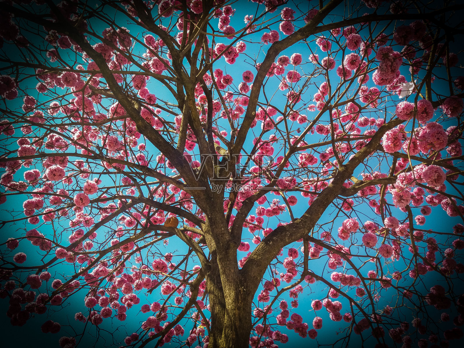 Beaultiful花照片摄影图片