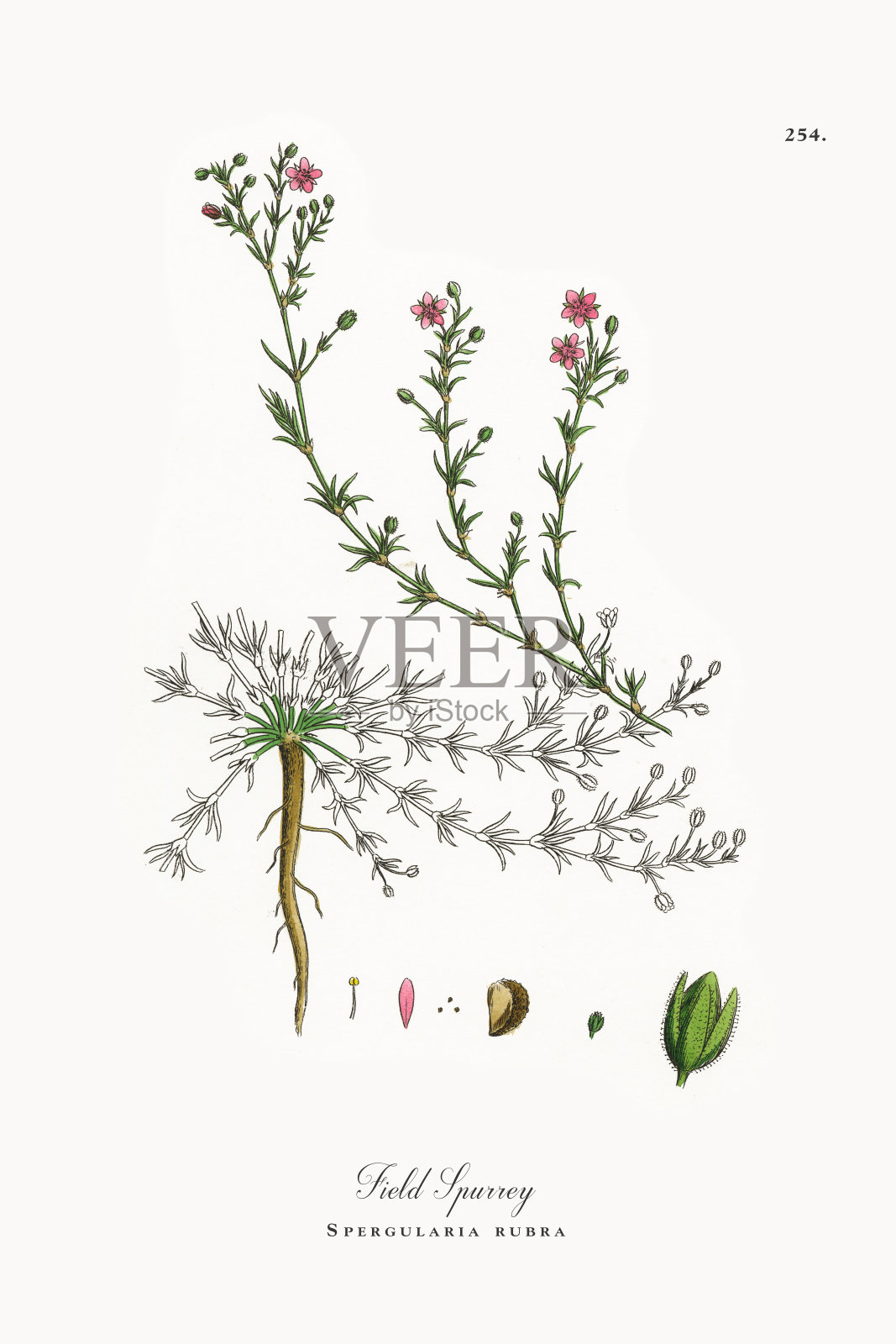 Field Spurrey, Spergularia rubra，维多利亚植物学插图，1863年设计元素图片