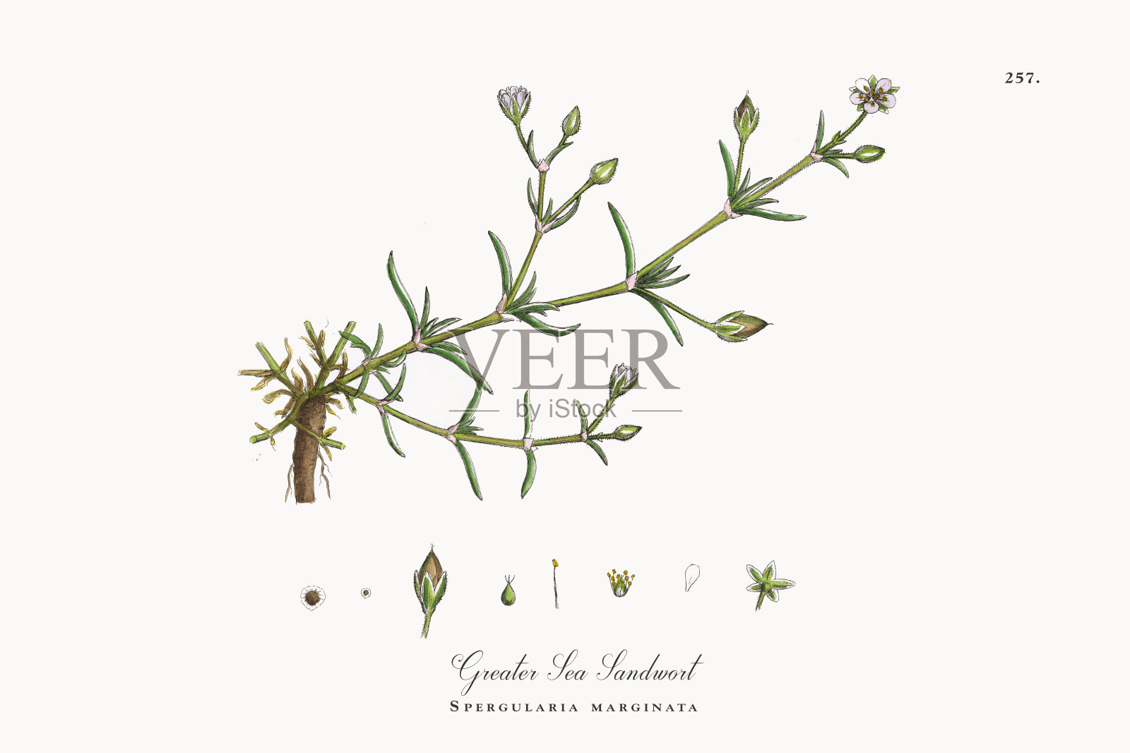 大海沙蒿，边缘花，维多利亚植物学插图，1863年插画图片素材