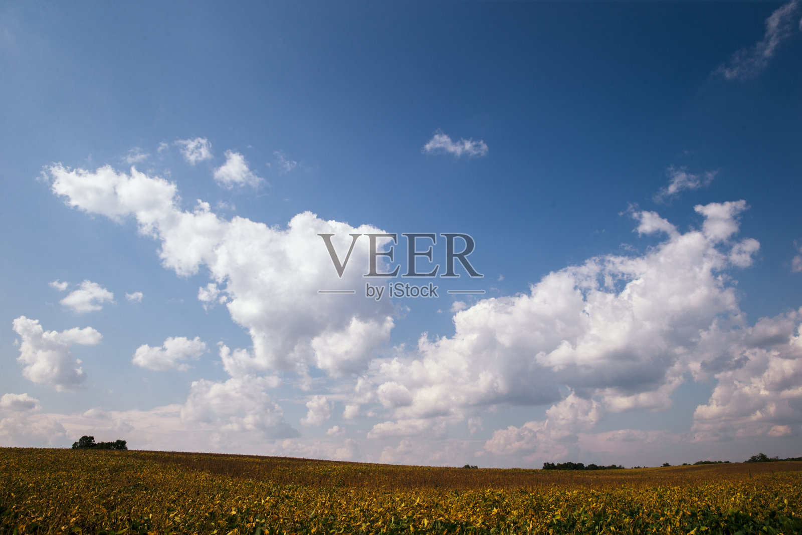 印第安纳州布卢明顿西部的大豆田即将收获照片摄影图片