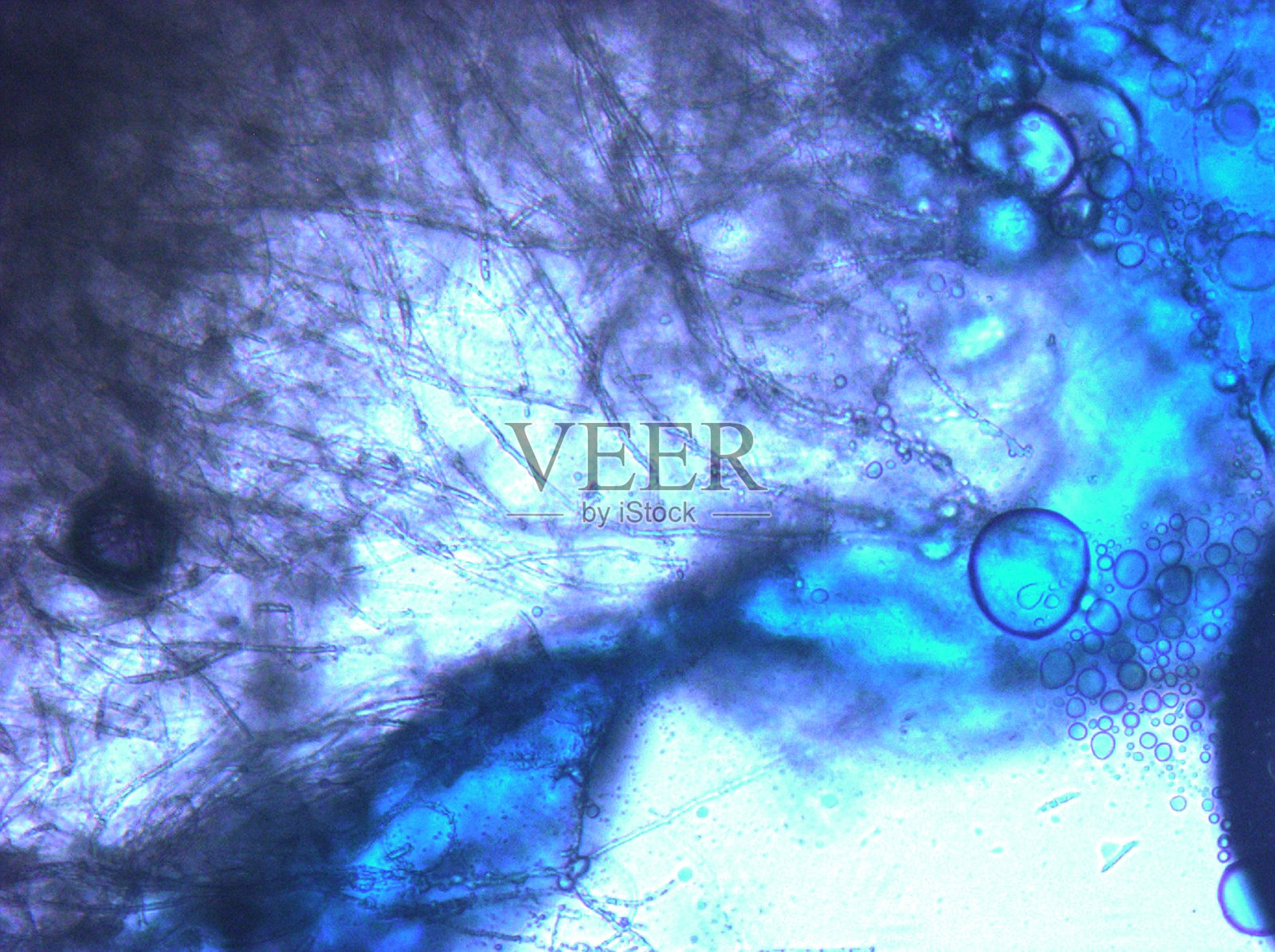 活微生物发霉照片摄影图片