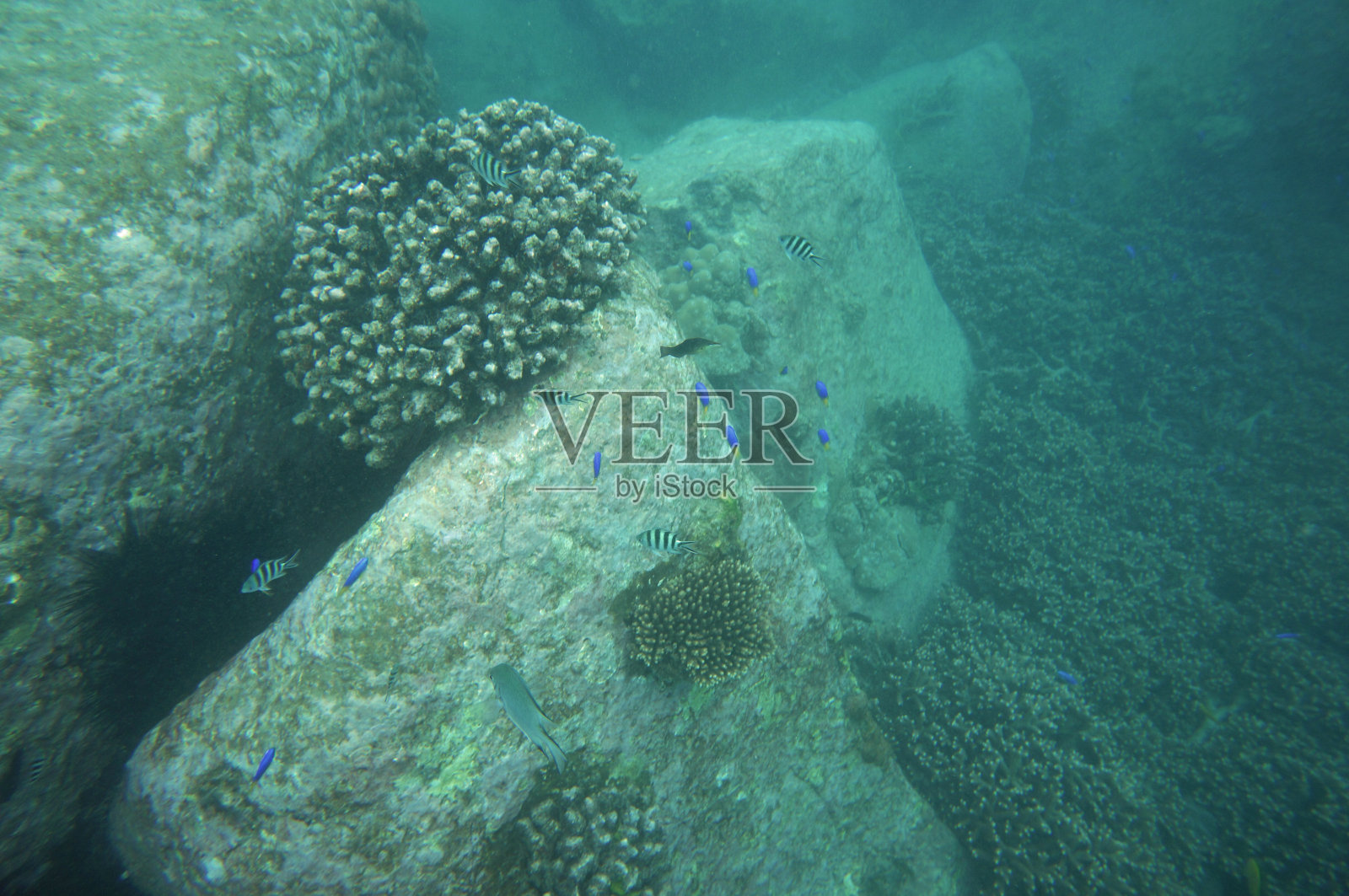 塞舌尔花岗岩周围的珊瑚礁生活照片摄影图片