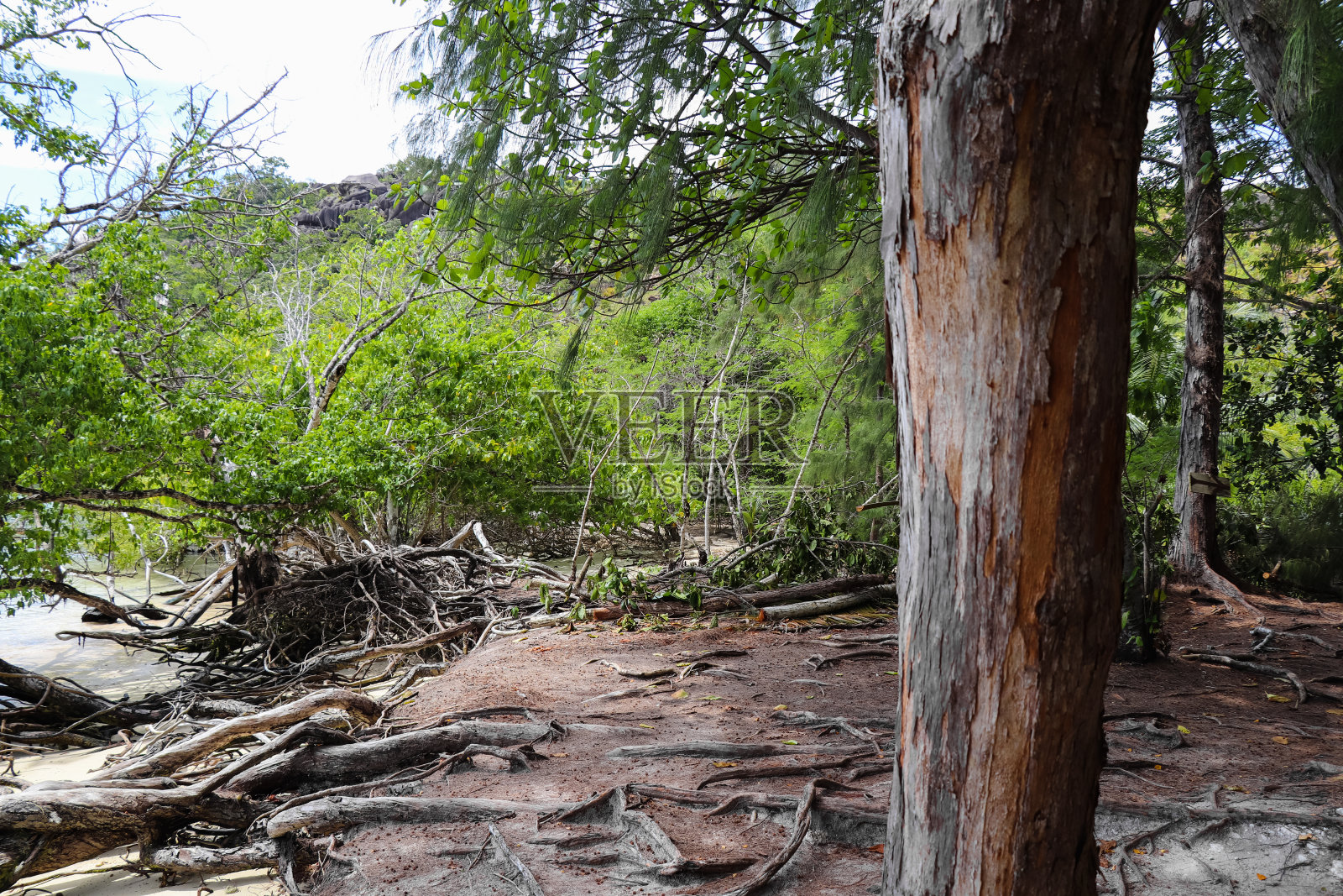 Curieuse岛沿海岸通往Anse St. Jose海滩。塞舌尔群岛的野生自然。东非植物志照片摄影图片