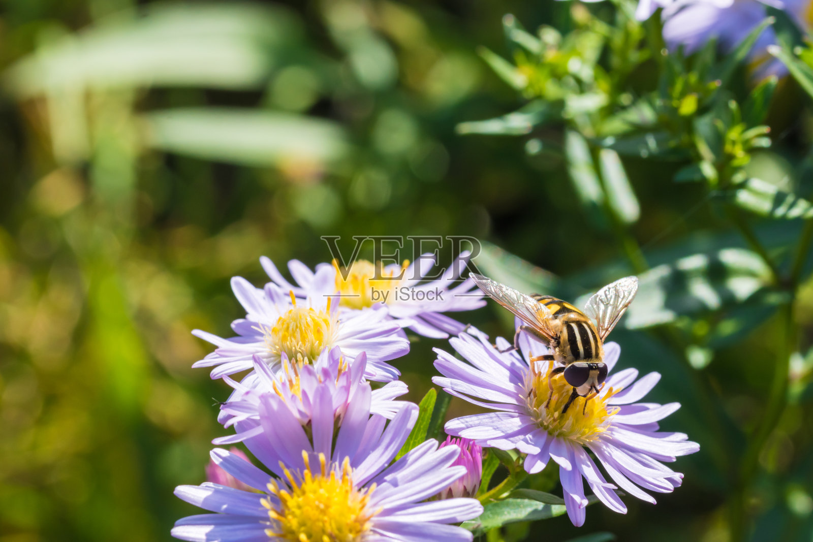 蜜蜂坐在一朵花(紫菀)上吃花蜜照片摄影图片