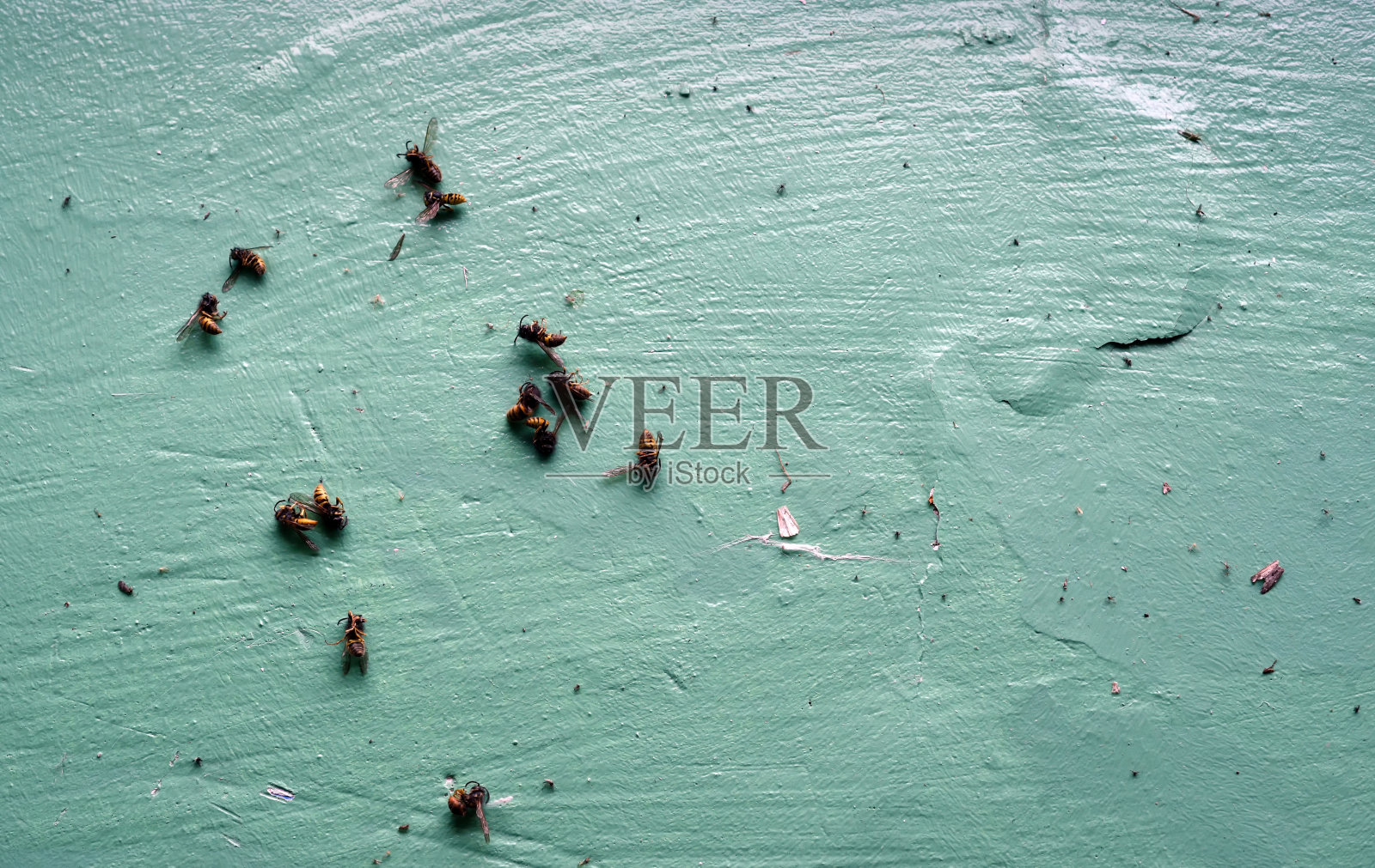 绿色窗台上的死黄蜂照片摄影图片