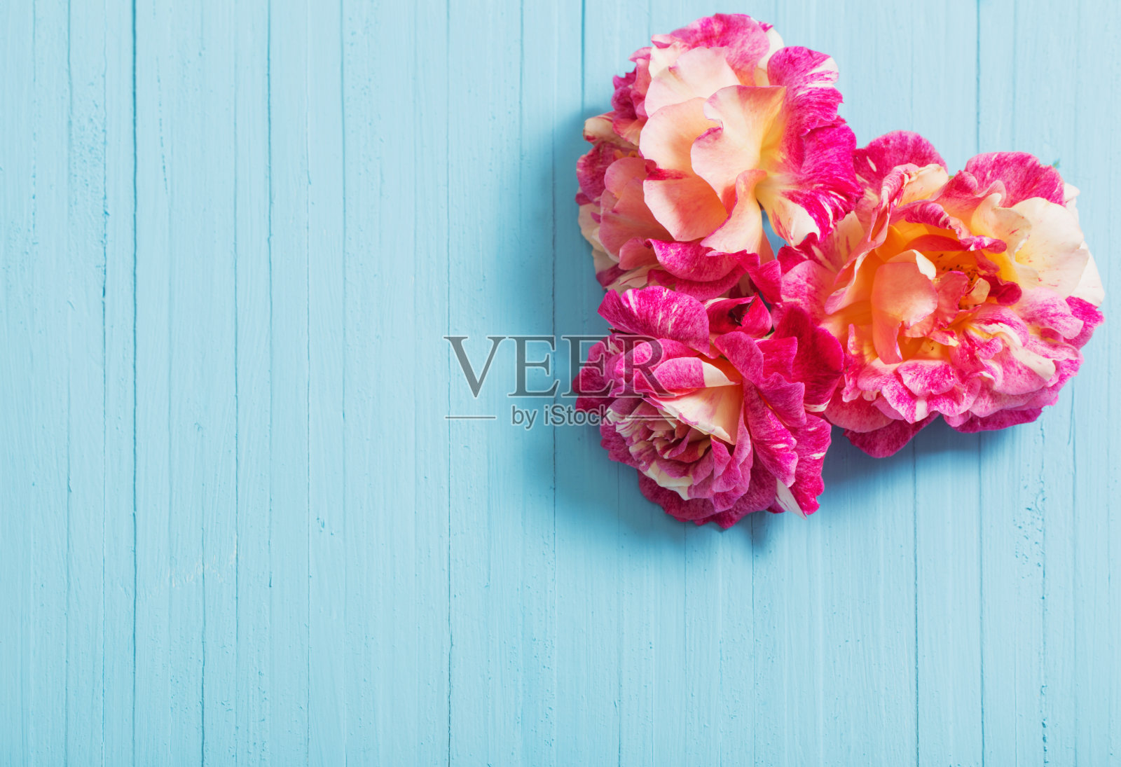 美丽的玫瑰在蓝色的木制背景照片摄影图片