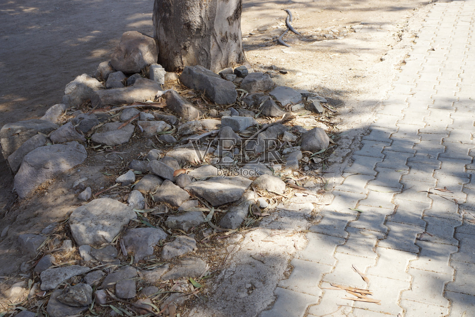 树下的石头有根照片摄影图片