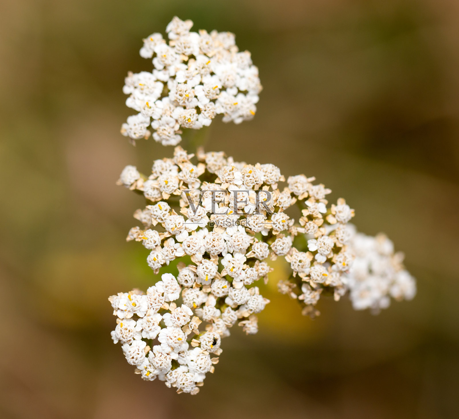大自然中美丽的花朵照片摄影图片