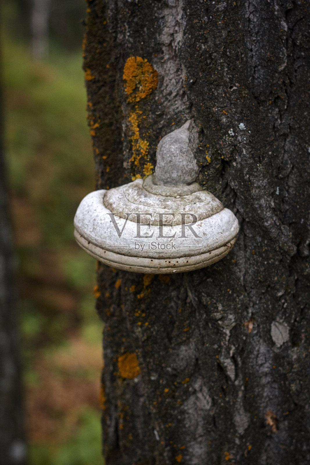 老桦树上硫色多孔菌特写照片摄影图片