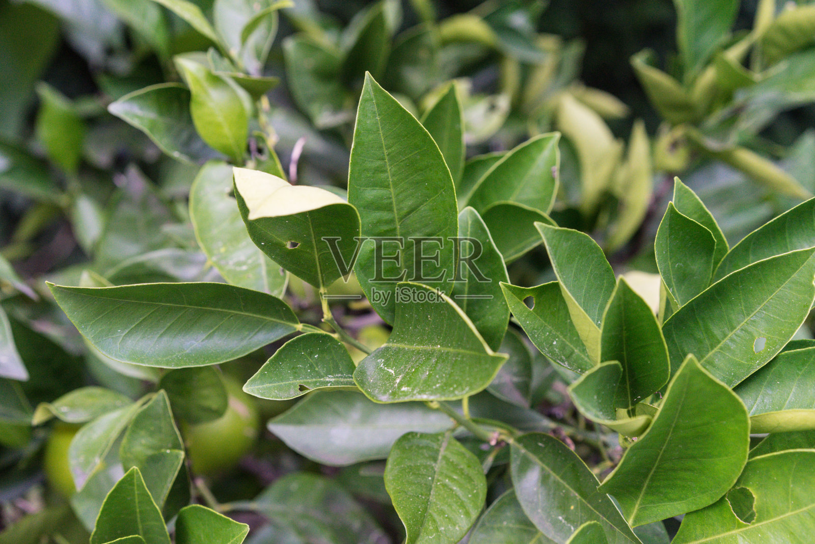 柑橘树的叶子上挂着成熟的橘子果实照片摄影图片