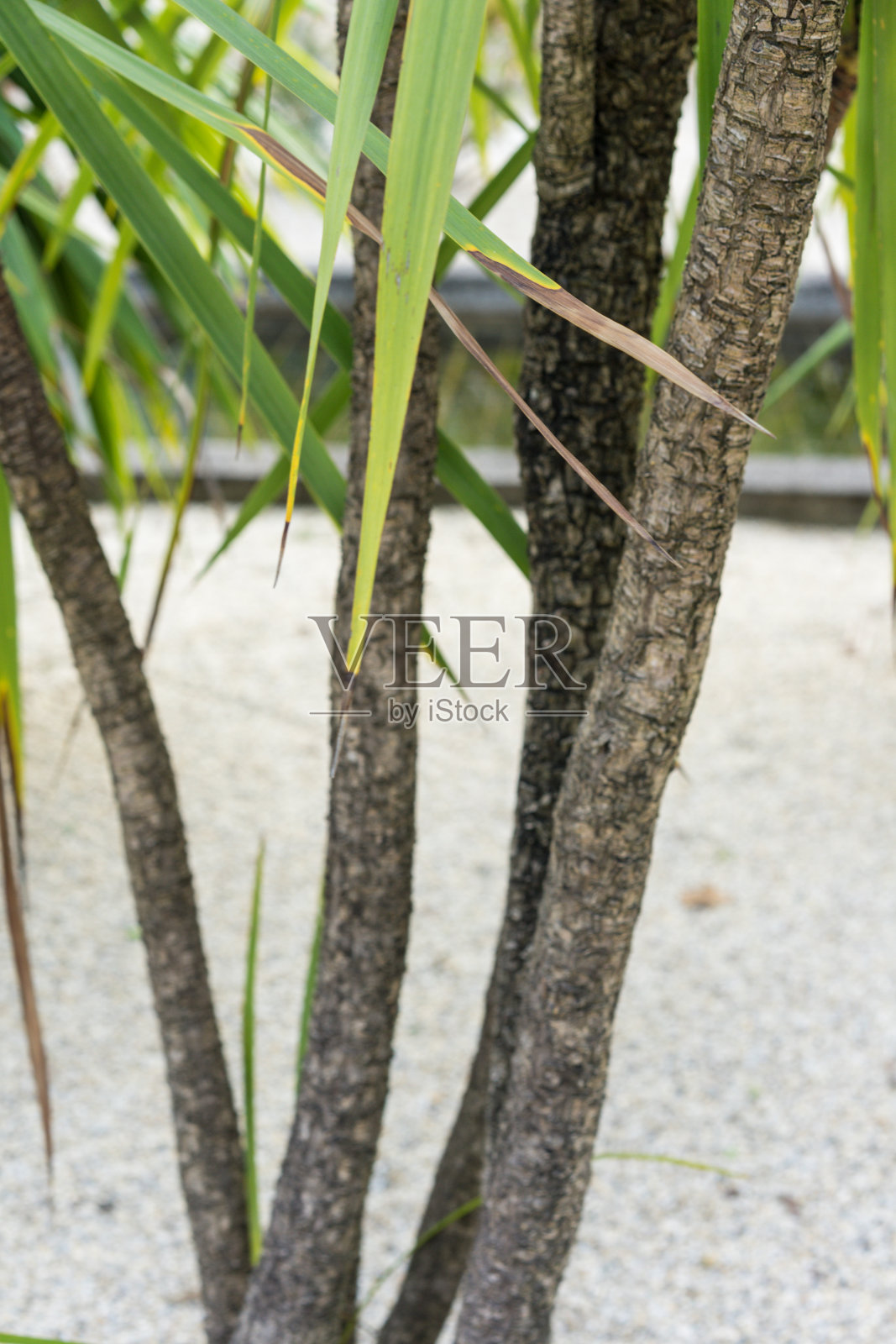 产于新西兰的一种龙舌兰科虫草属棕榈树的树干和叶子照片摄影图片