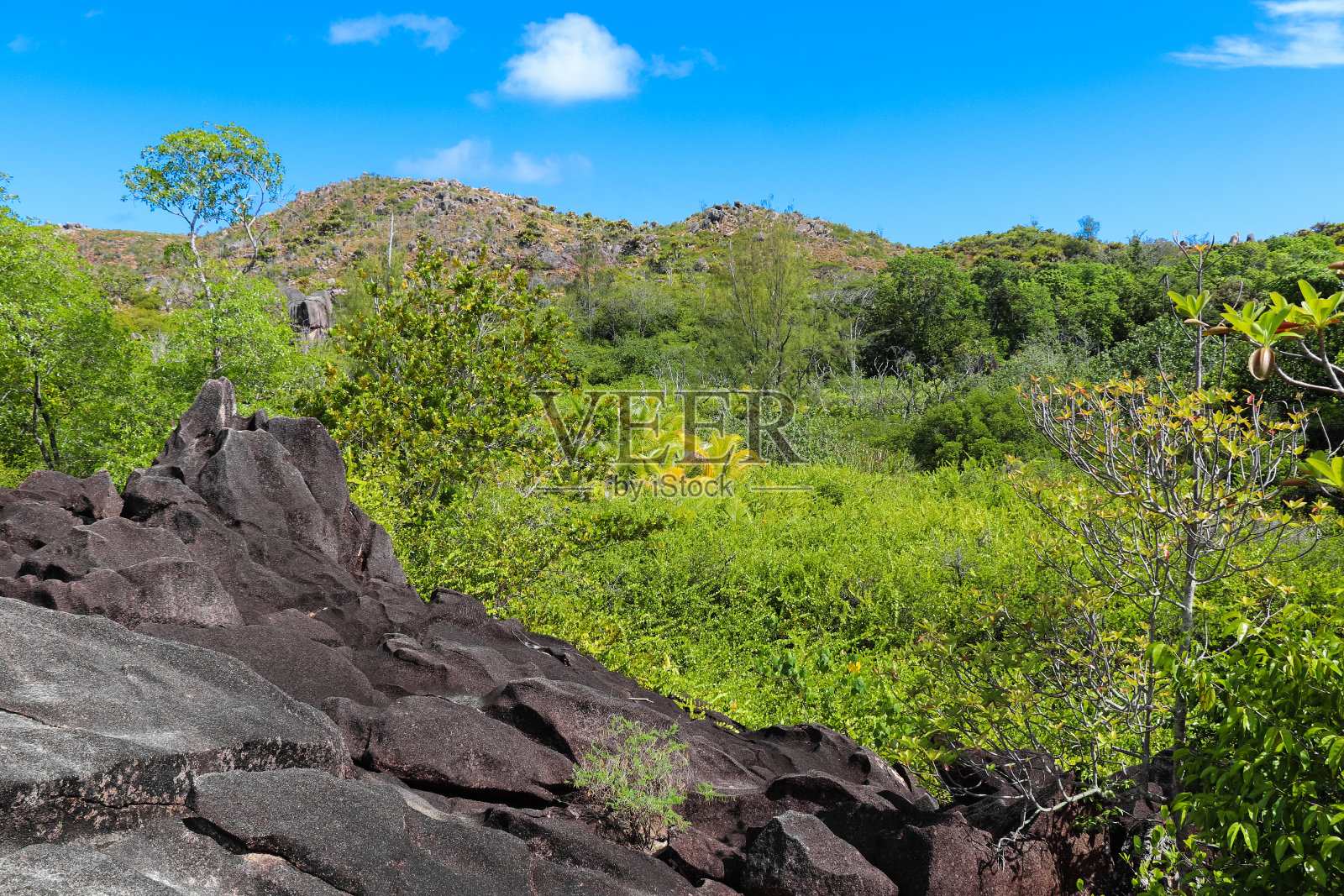 Curieuse岛沿海岸通往Anse St. Jose海滩。塞舌尔群岛的野生自然。东非植物志照片摄影图片