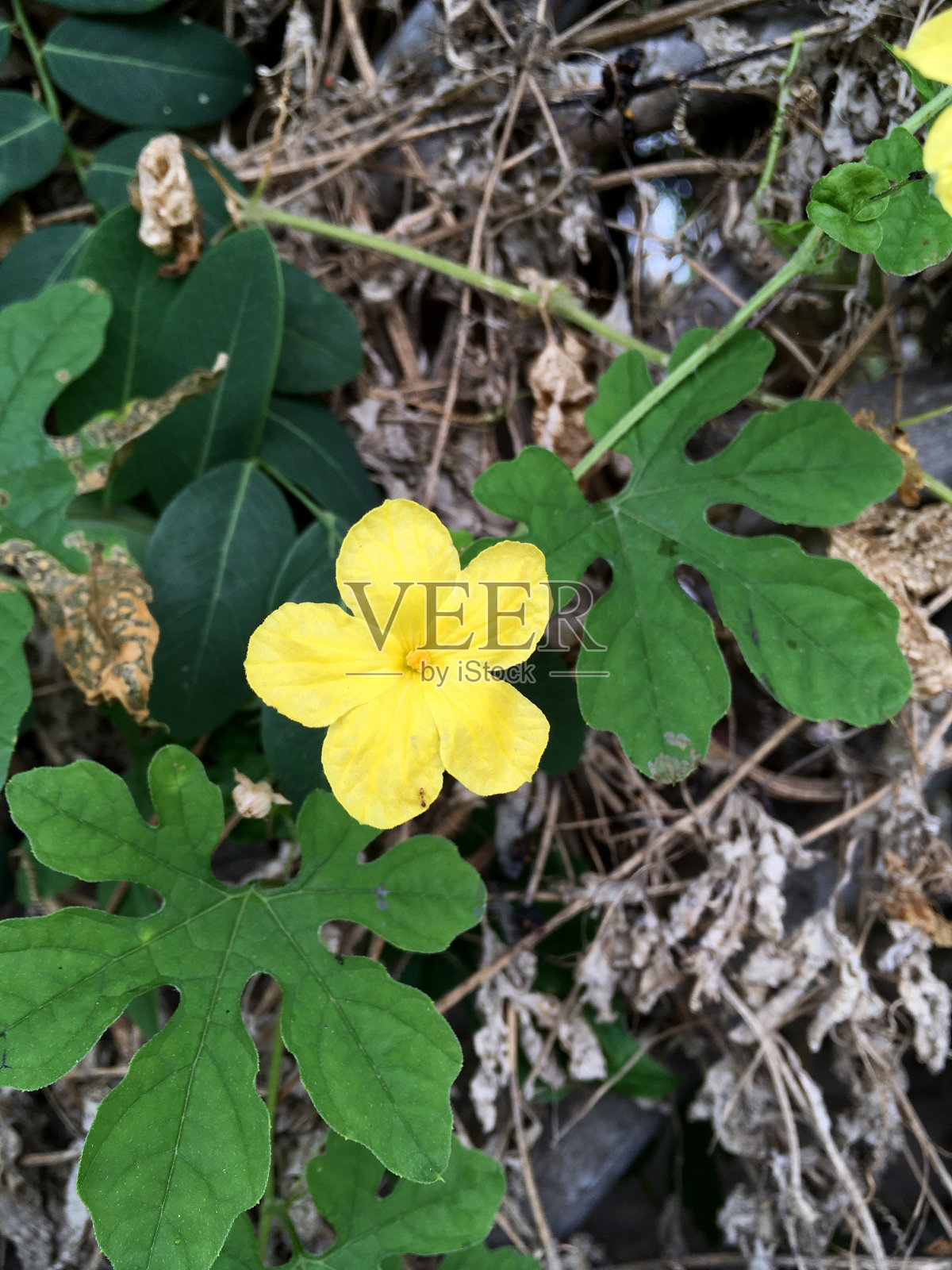 黄色苦瓜花照片摄影图片