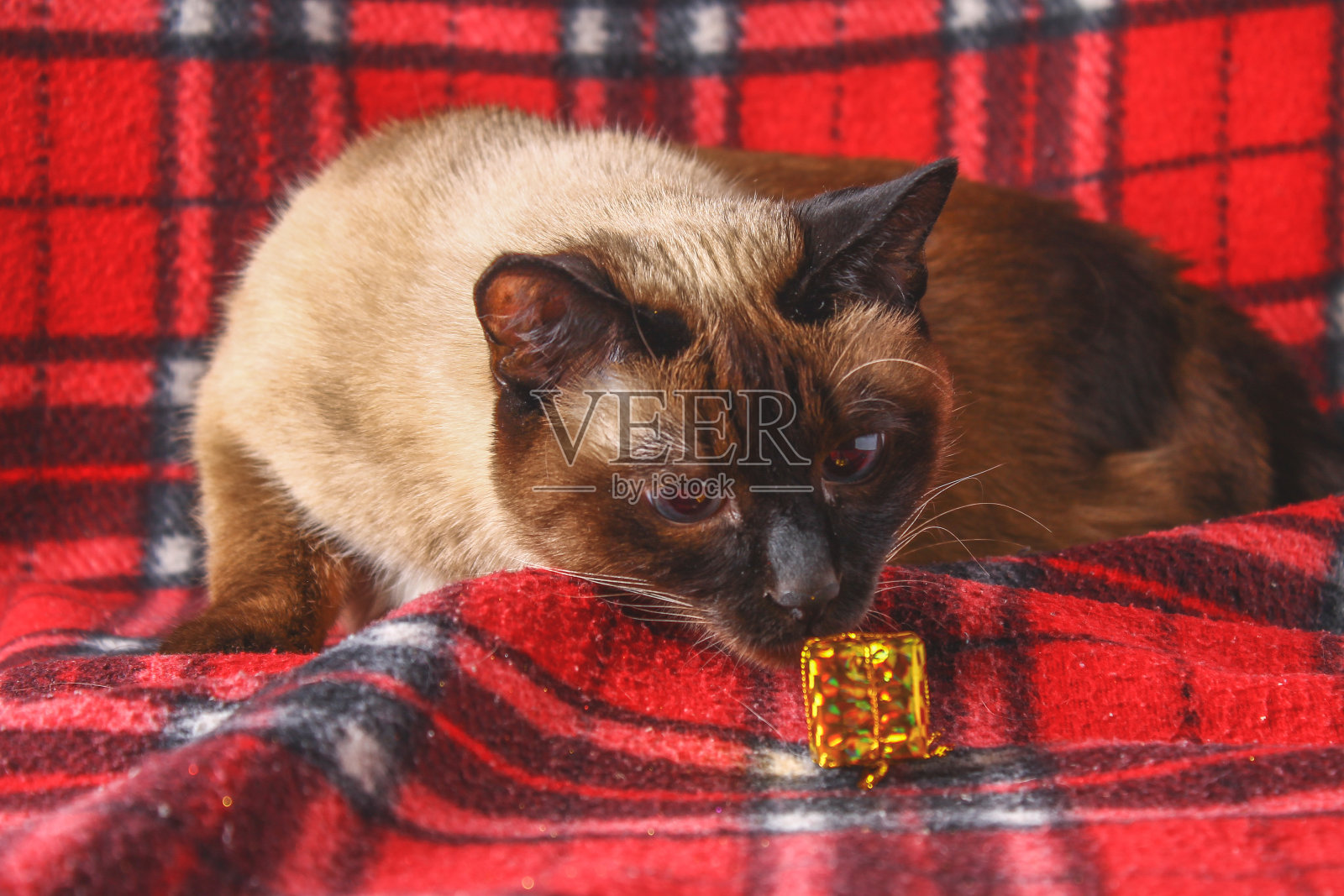 暹罗泰国猫红色格子与圣诞玩具，装饰，装饰品。一只猫在玩玩具。照片摄影图片