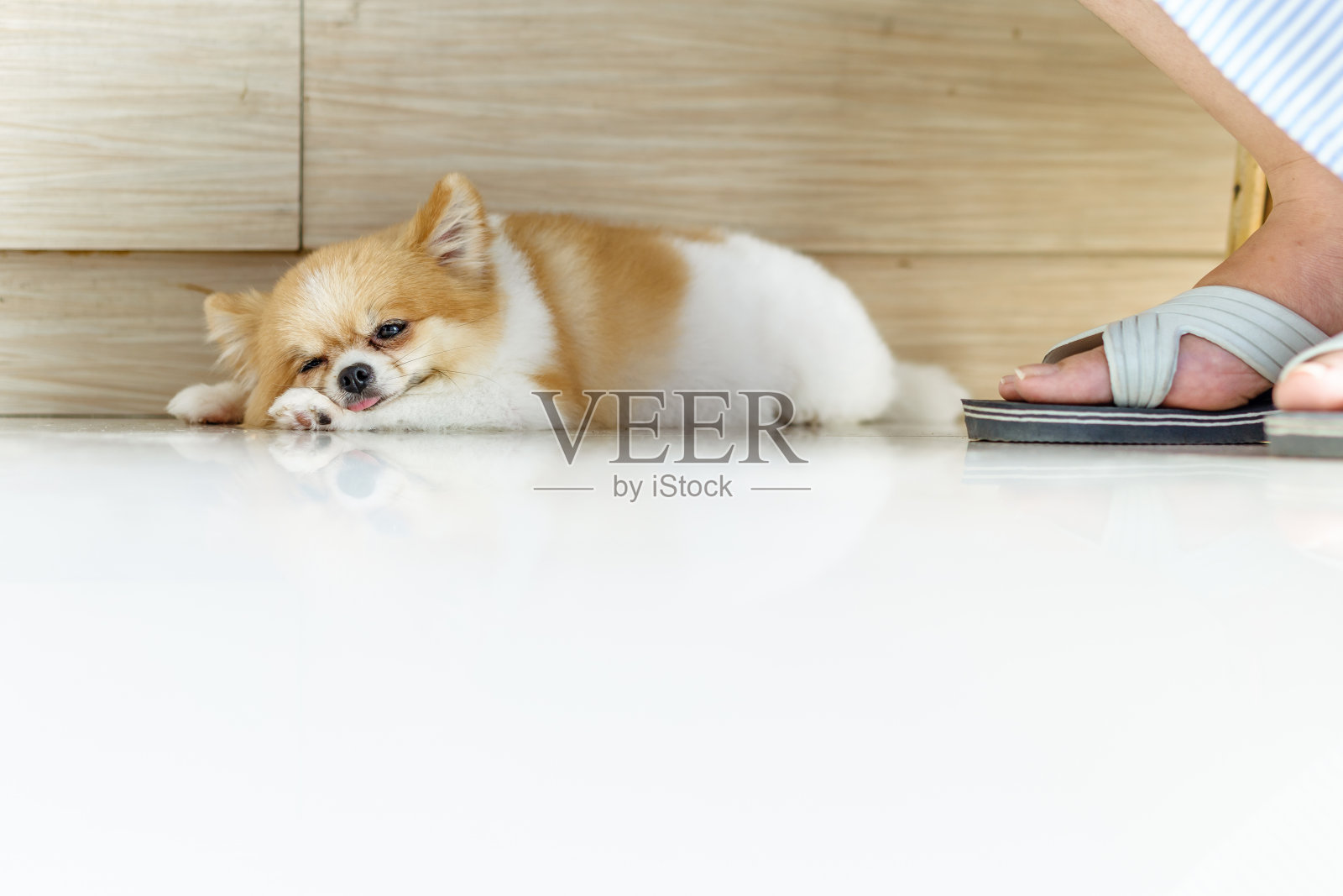 又肥又懒的博美犬小狗睡在别人旁边的地板上休息照片摄影图片