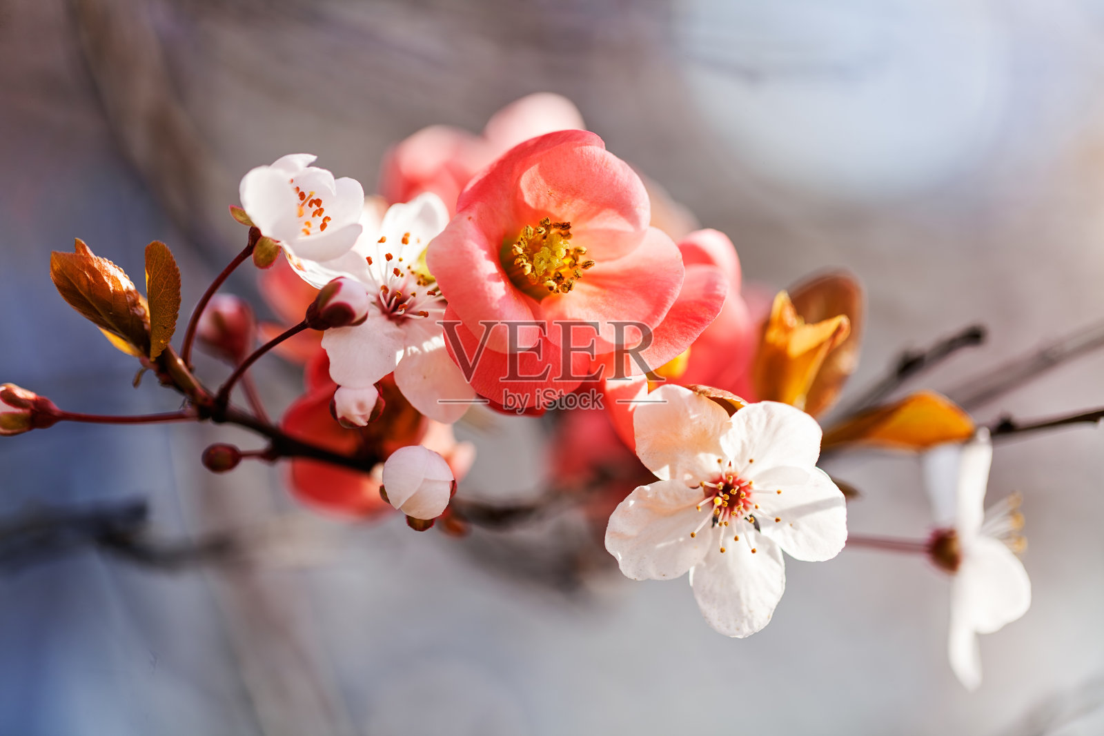 红白相间的花朵照片摄影图片