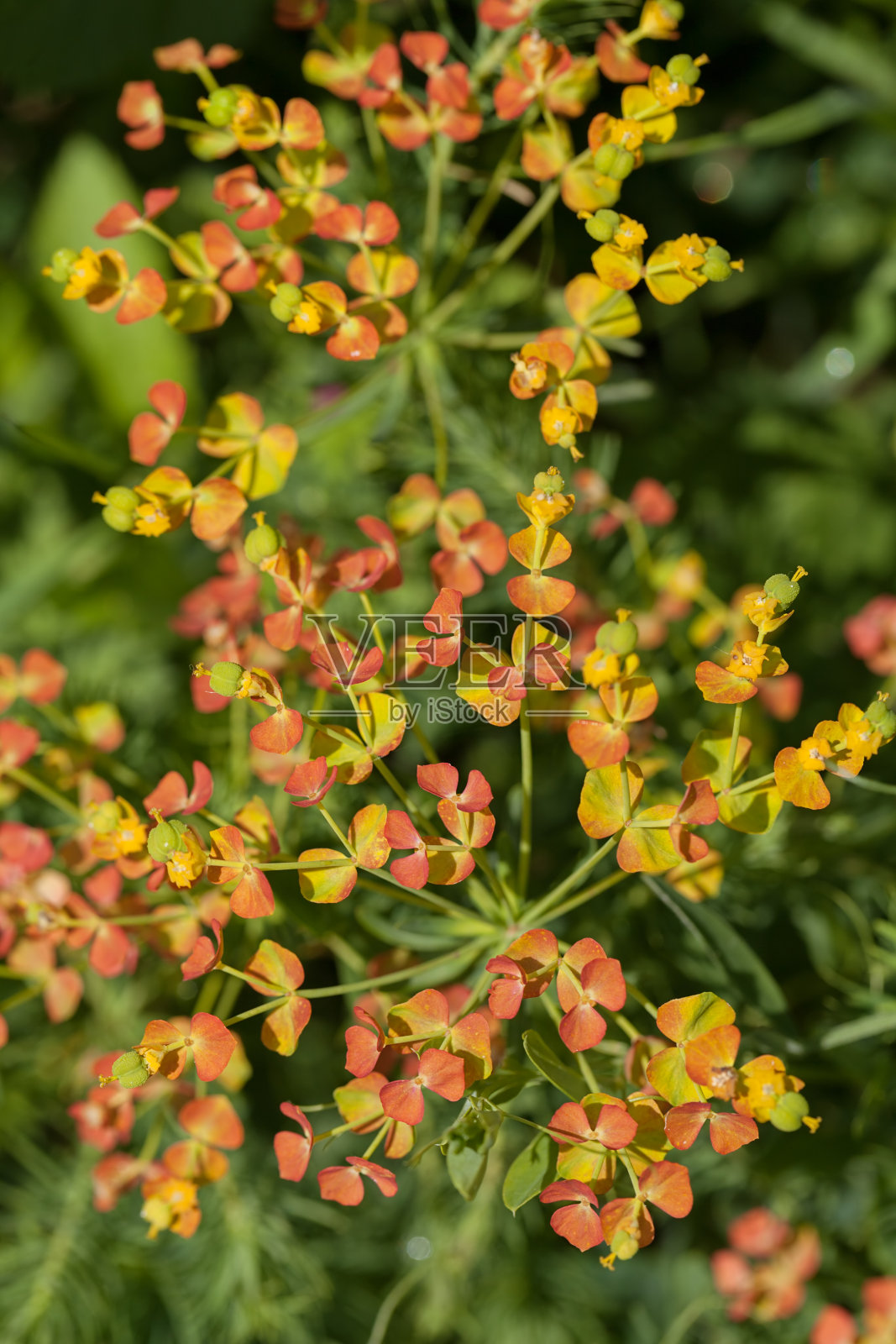 橙色大戟照片摄影图片