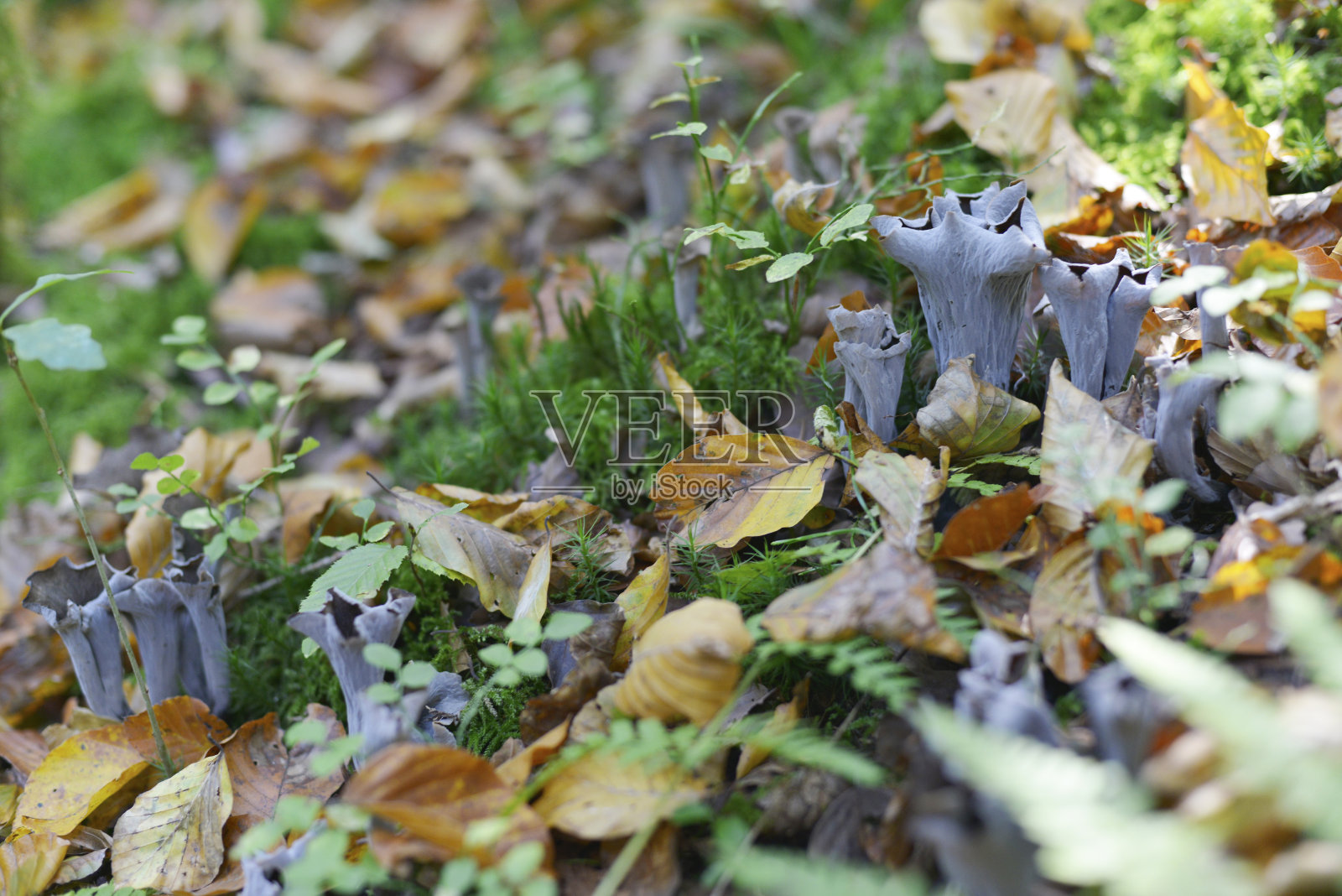 森林中的小蘑菇照片摄影图片