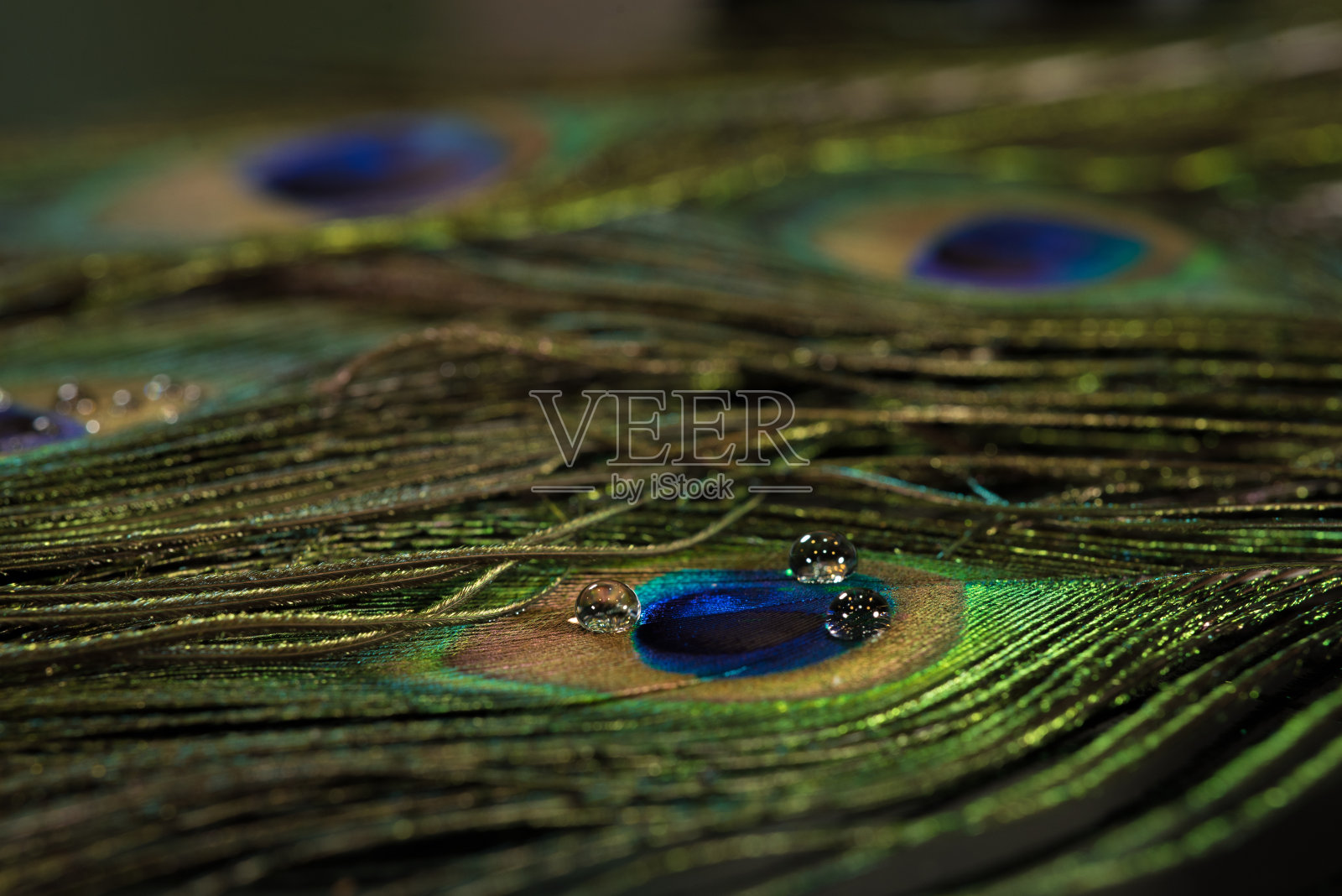 美丽的孔雀羽毛图案照片摄影图片