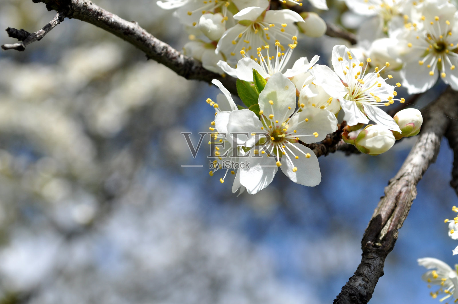 果园的树枝开花了照片摄影图片