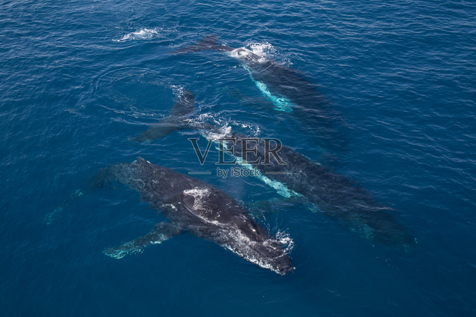 座头鲸聚集在金伯利海岸的繁殖地。照片摄影图片