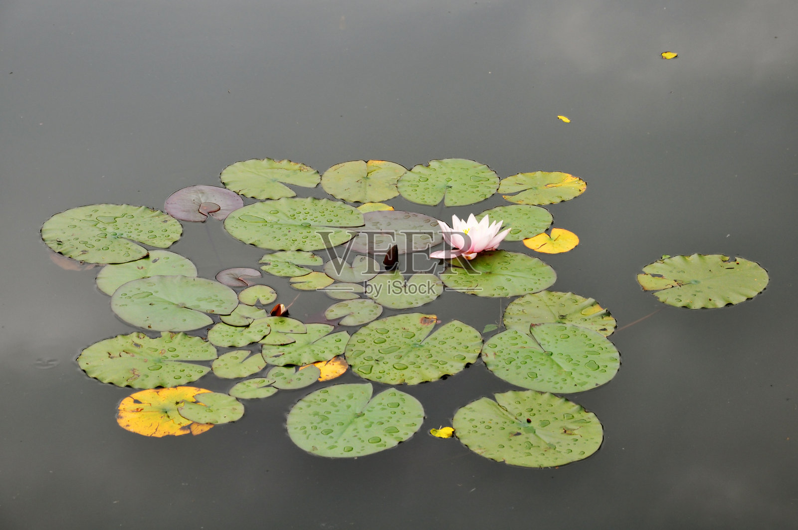 盛开的睡莲在夏天特写。照片摄影图片
