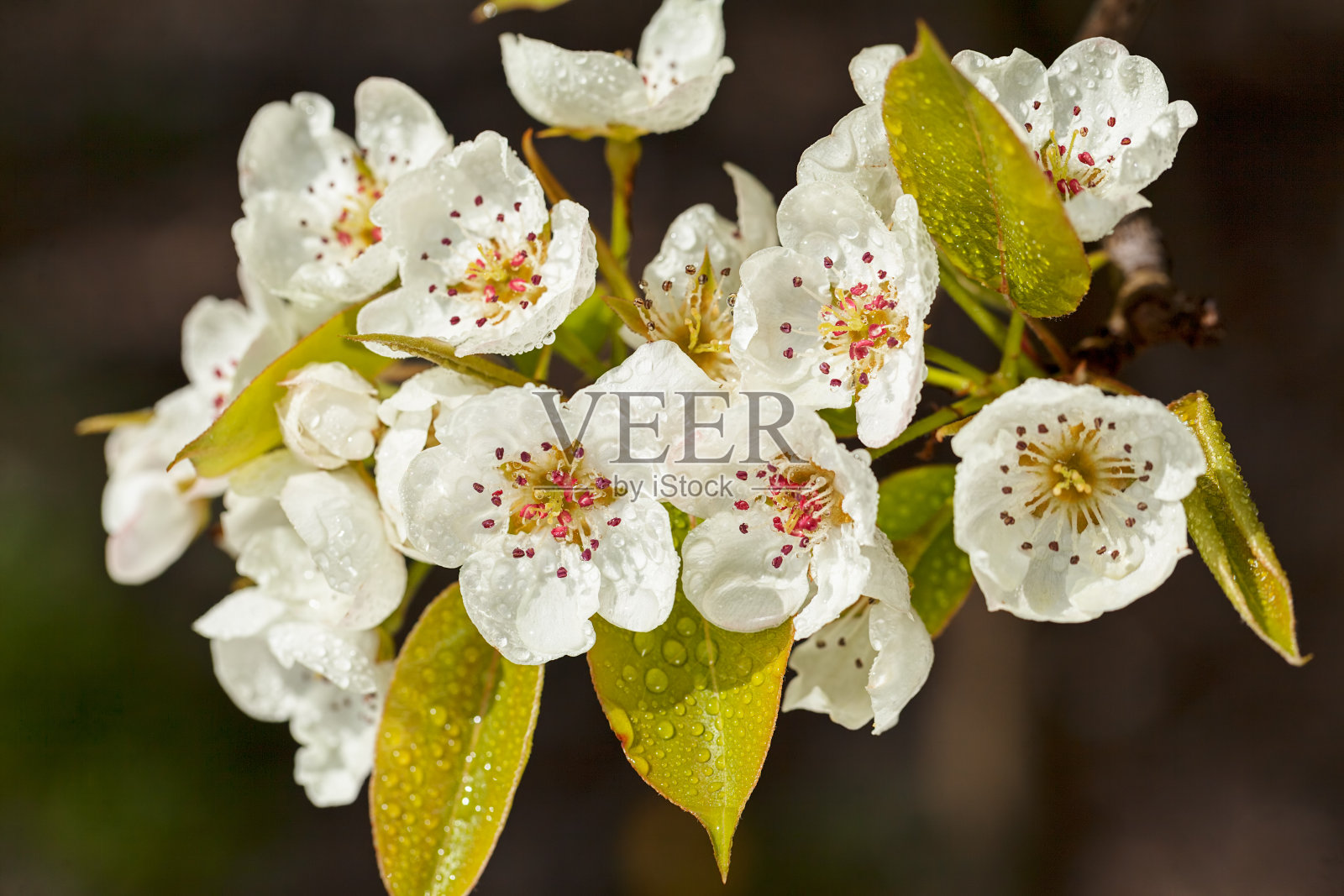 白色的花朵照片摄影图片