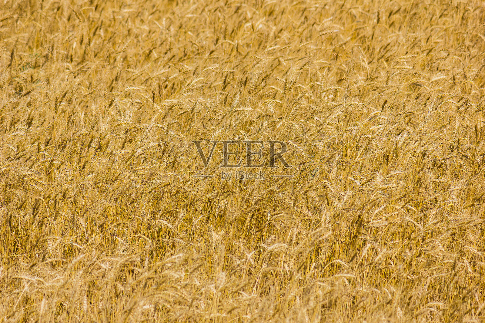 夏天的稻草照片摄影图片