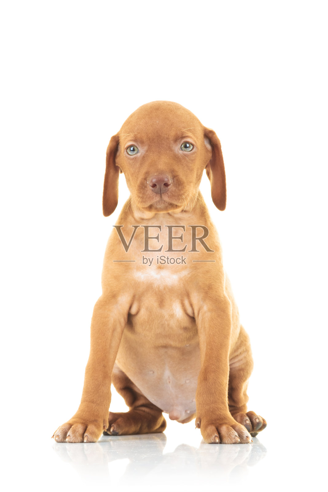 坐的viszla小狗狗照片摄影图片