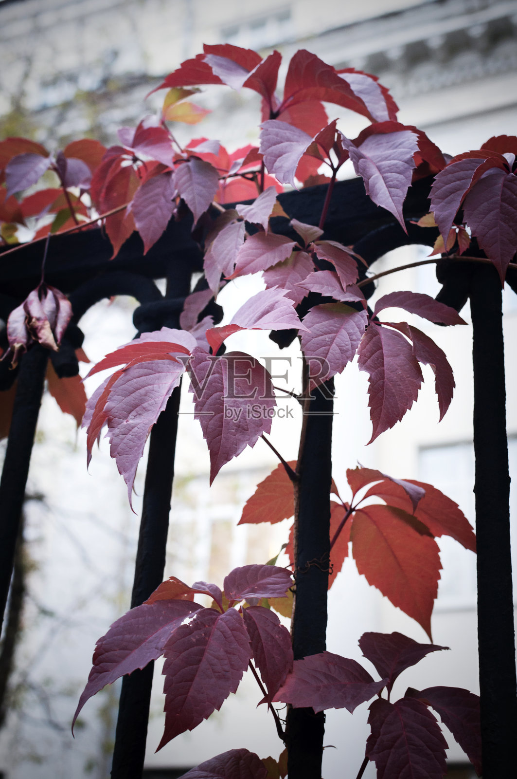 城市的秋天照片摄影图片