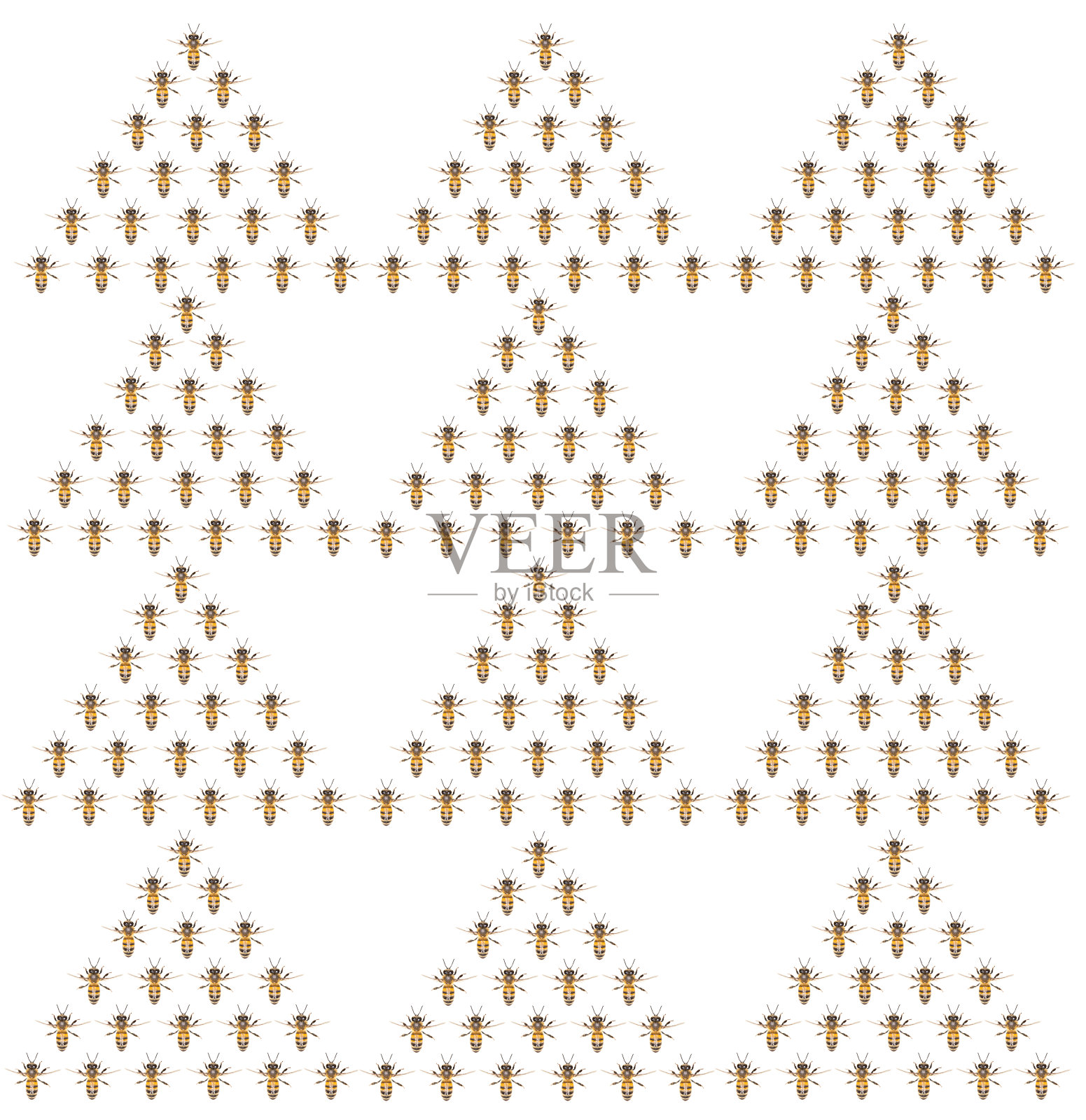 白色背景上的一群蜜蜂照片摄影图片