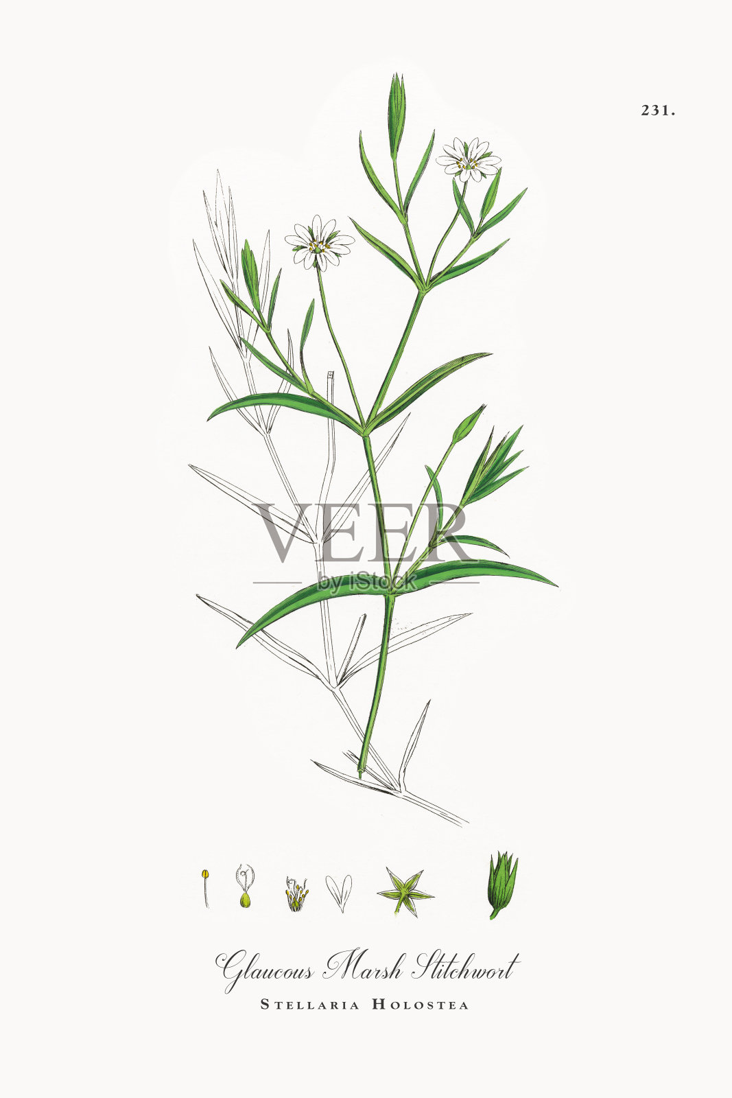 白霜沼泽针茅，Stellaria Holostea，维多利亚植物学插图，1863年设计元素图片