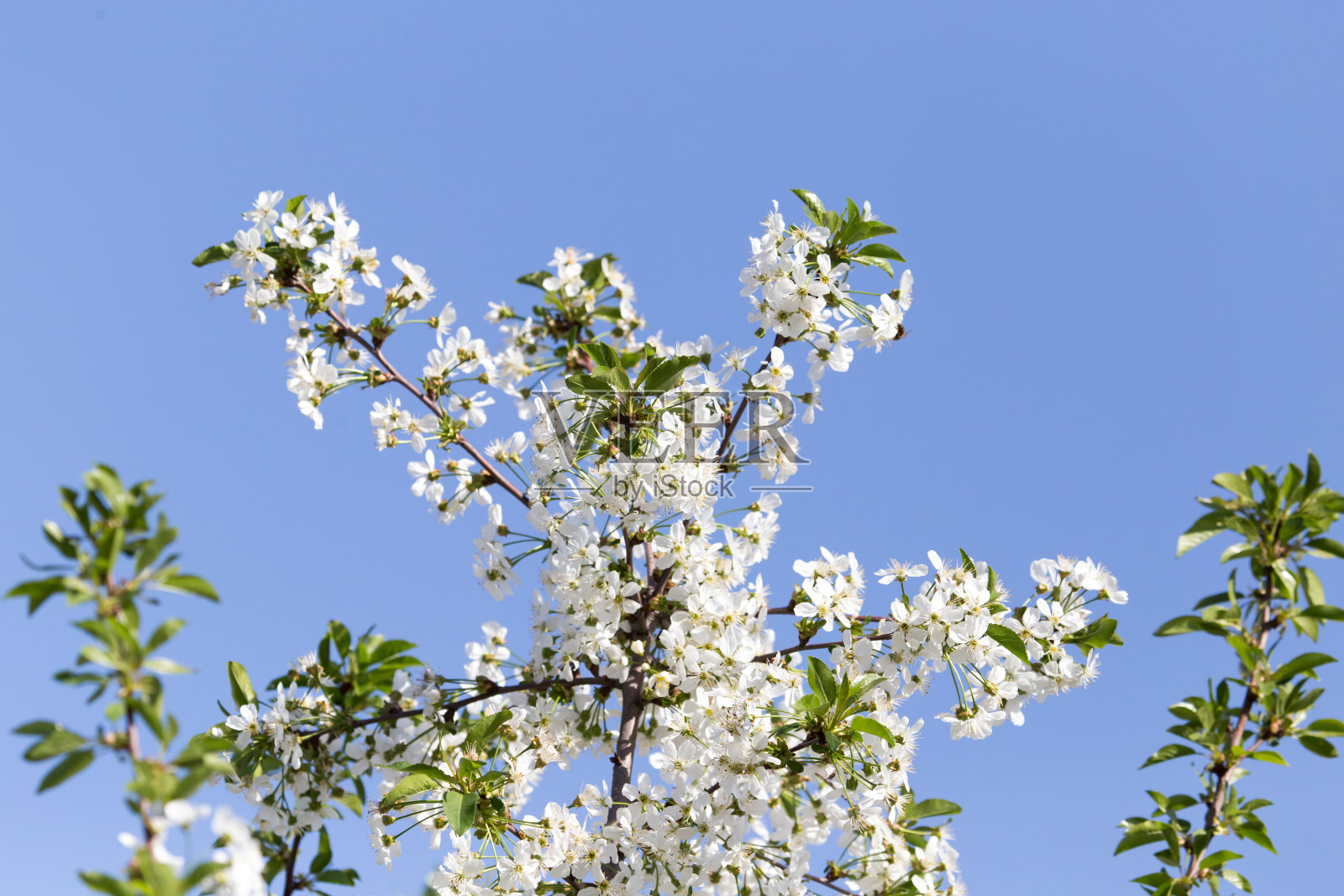大自然中树枝上美丽的花朵照片摄影图片