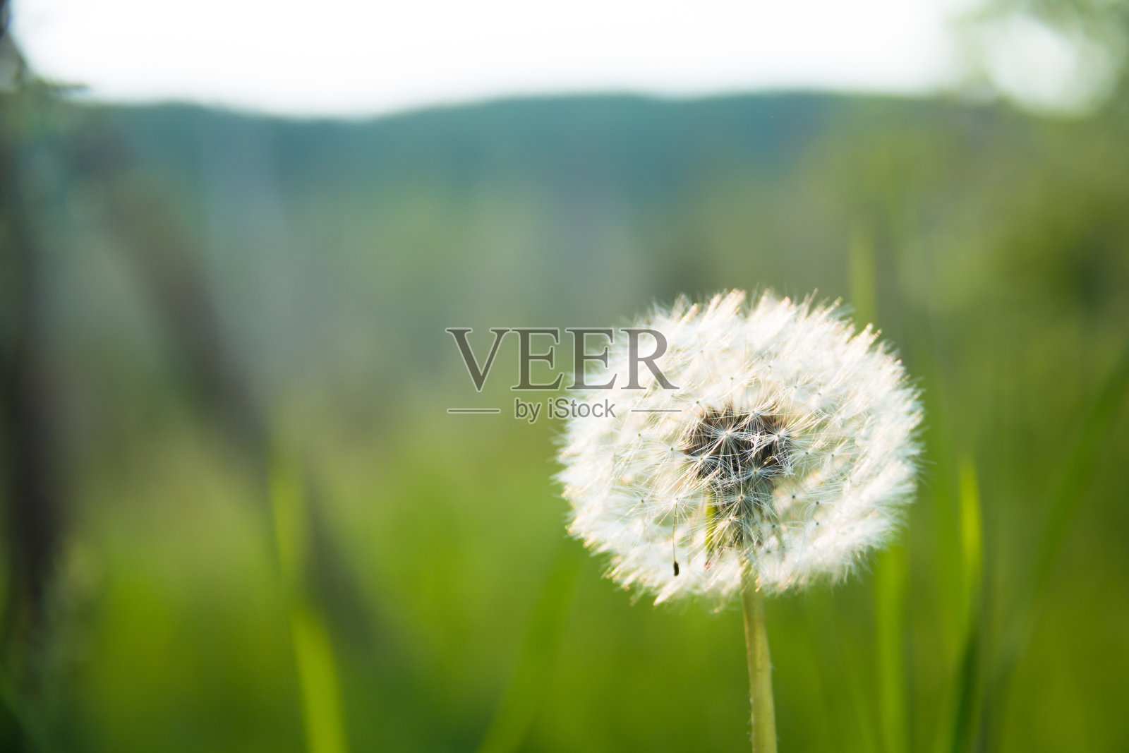 蒲公英照片摄影图片