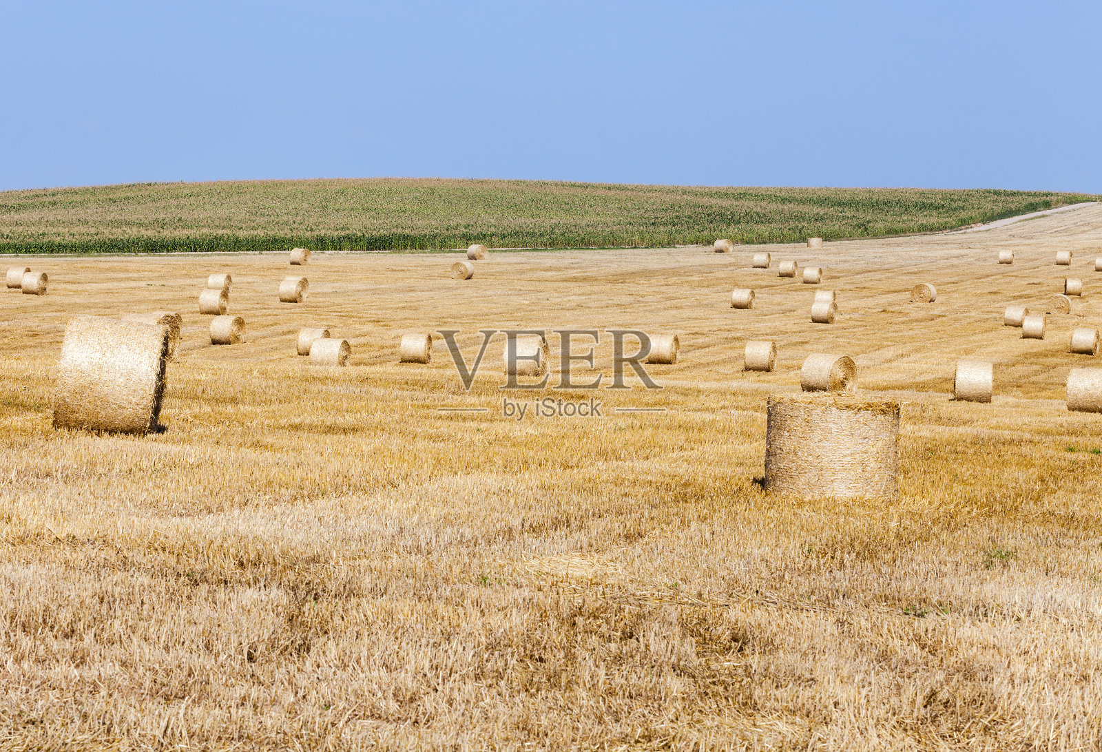 金色的麦穗照片摄影图片